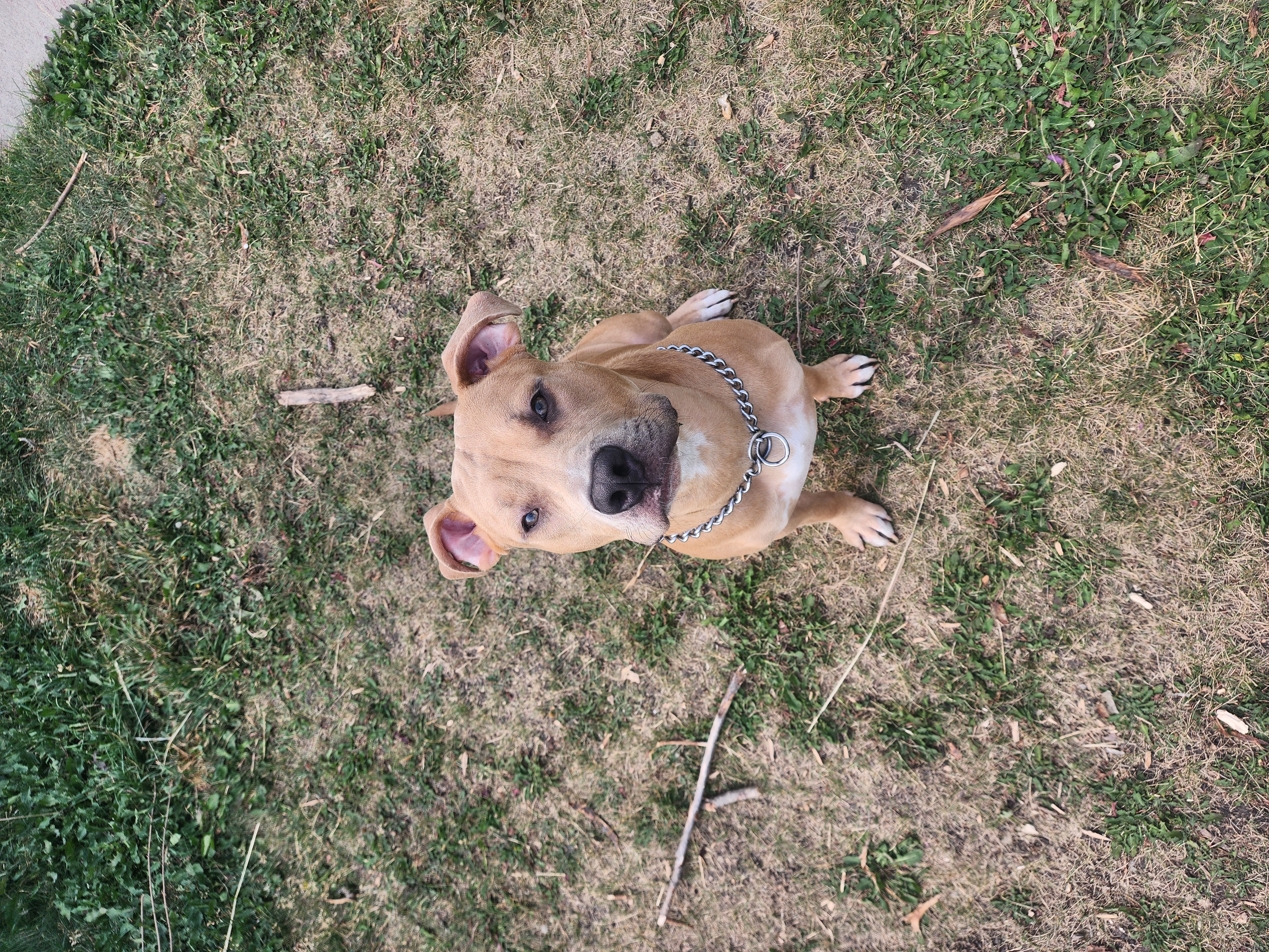 Photo of American Pitbull Terrior to a good home.