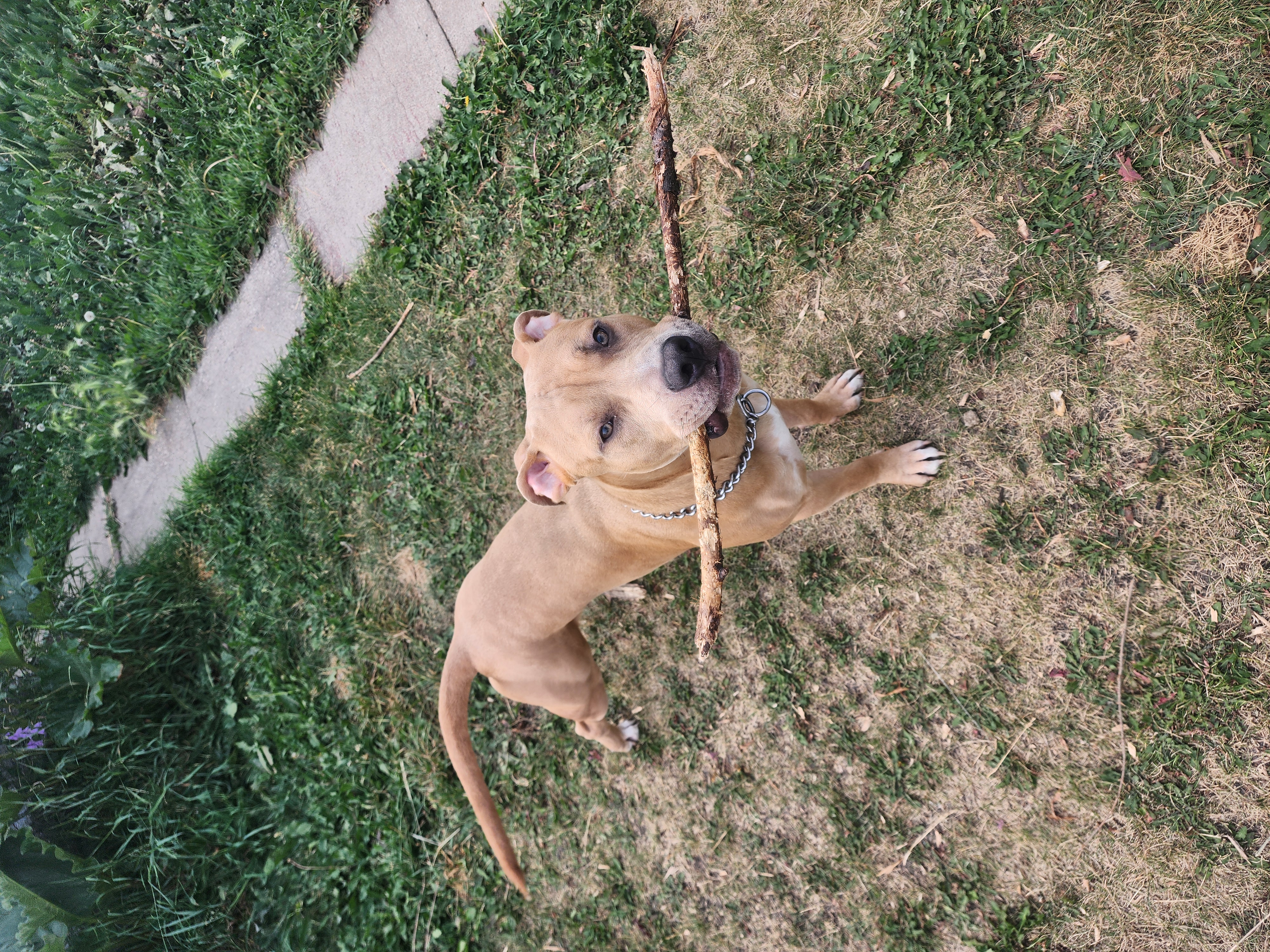 Photo of American Pitbull Terrior to a good home.