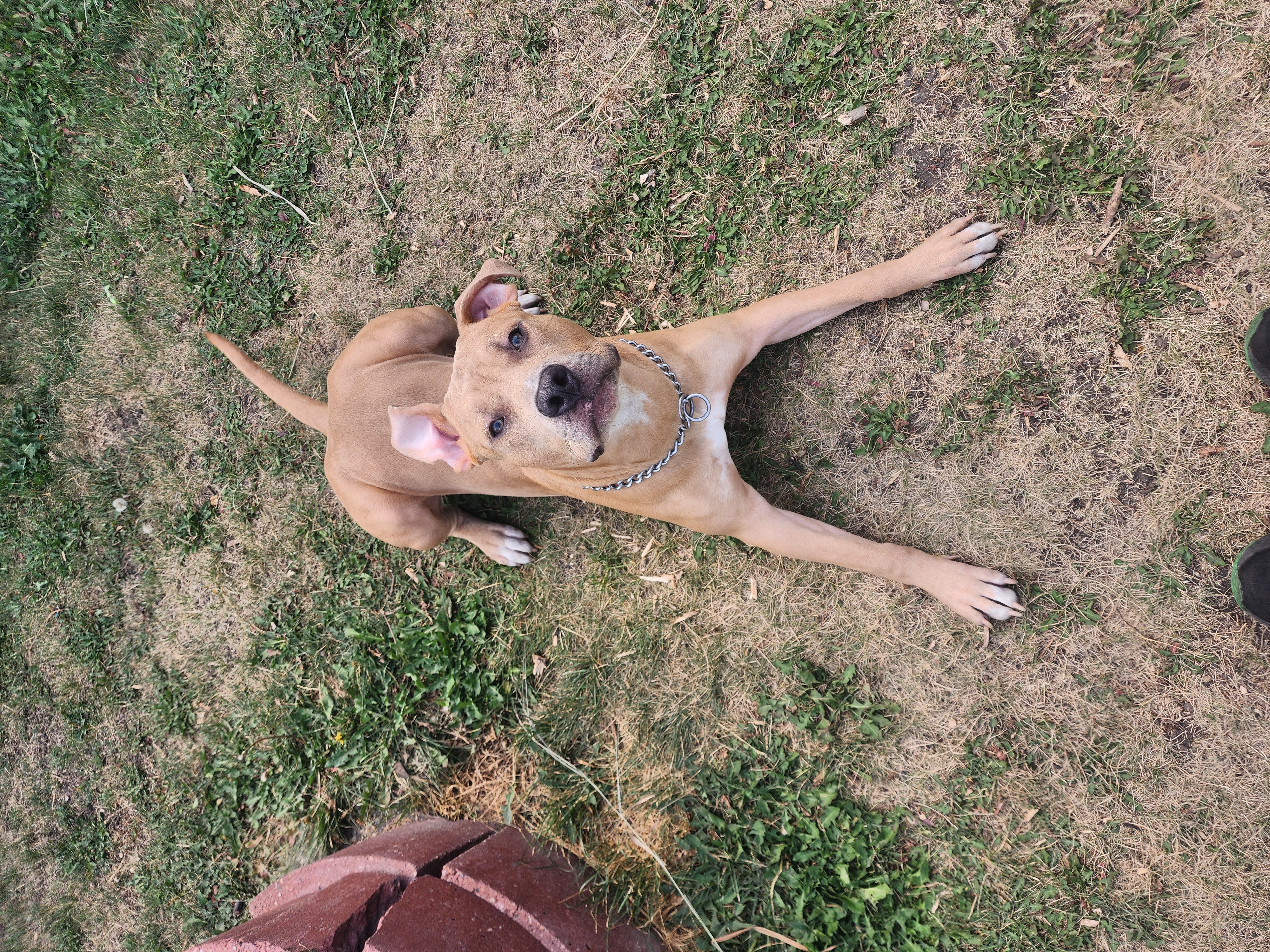 Photo of American Pitbull Terrior to a good home.