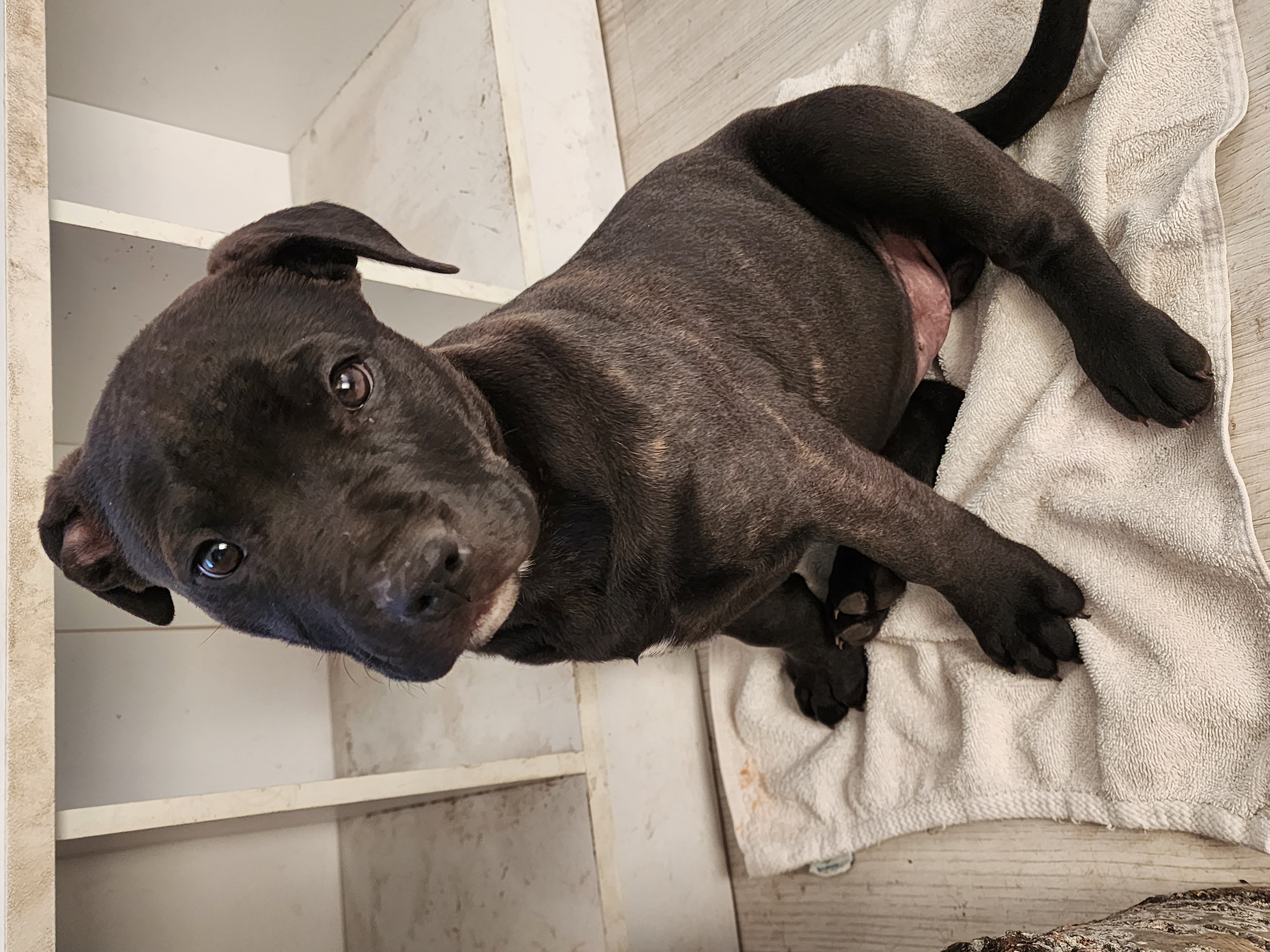 Photo of pitbull puppy's 