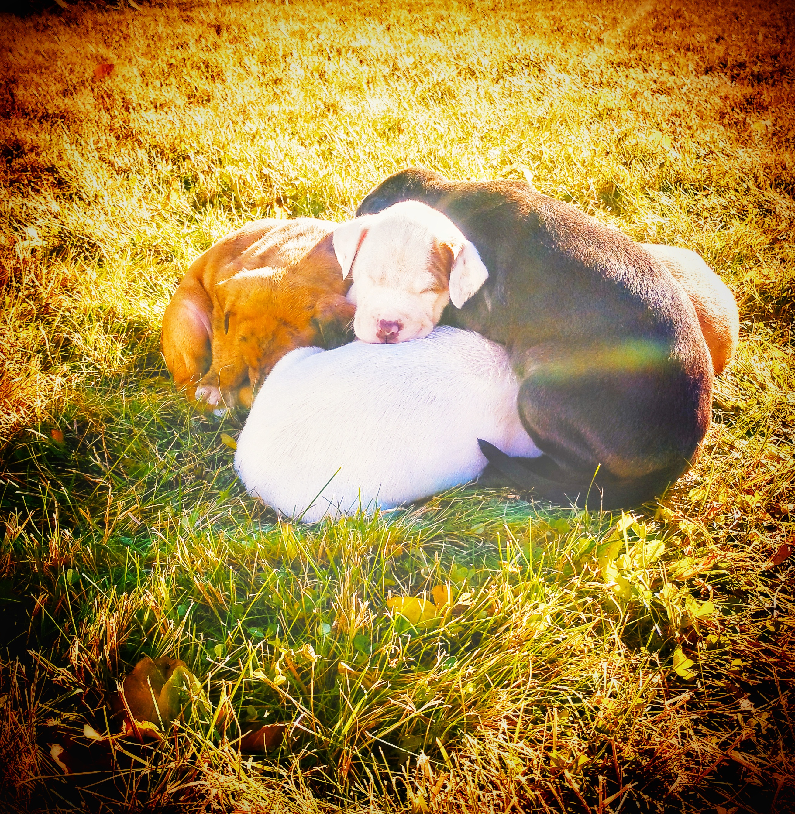 Photo of  🐾 Adorable Catahoula Leopard Pitbull Puppies for Sale! 🐾