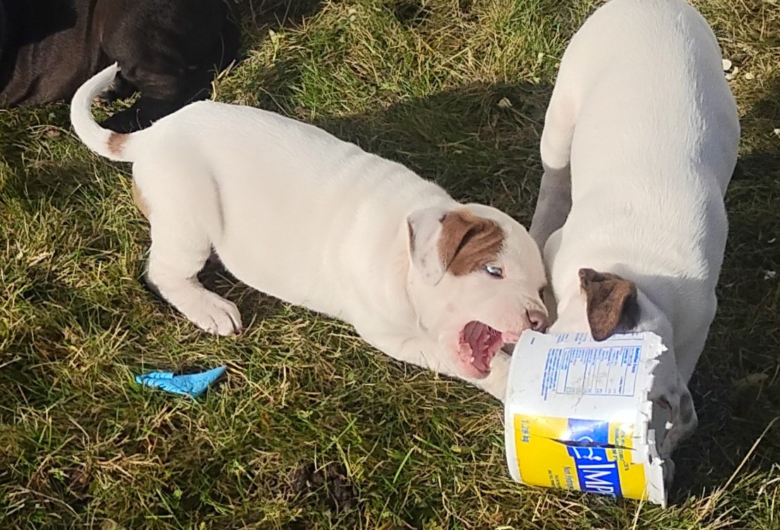 Photo of  🐾 Adorable Catahoula Leopard Pitbull Puppies for Sale! 🐾