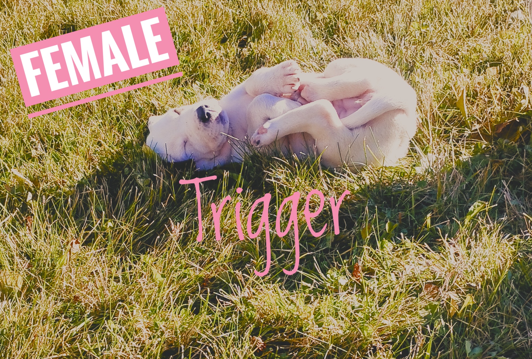 Photo of  🐾 Adorable Catahoula Leopard Pitbull Puppies for Sale! 🐾