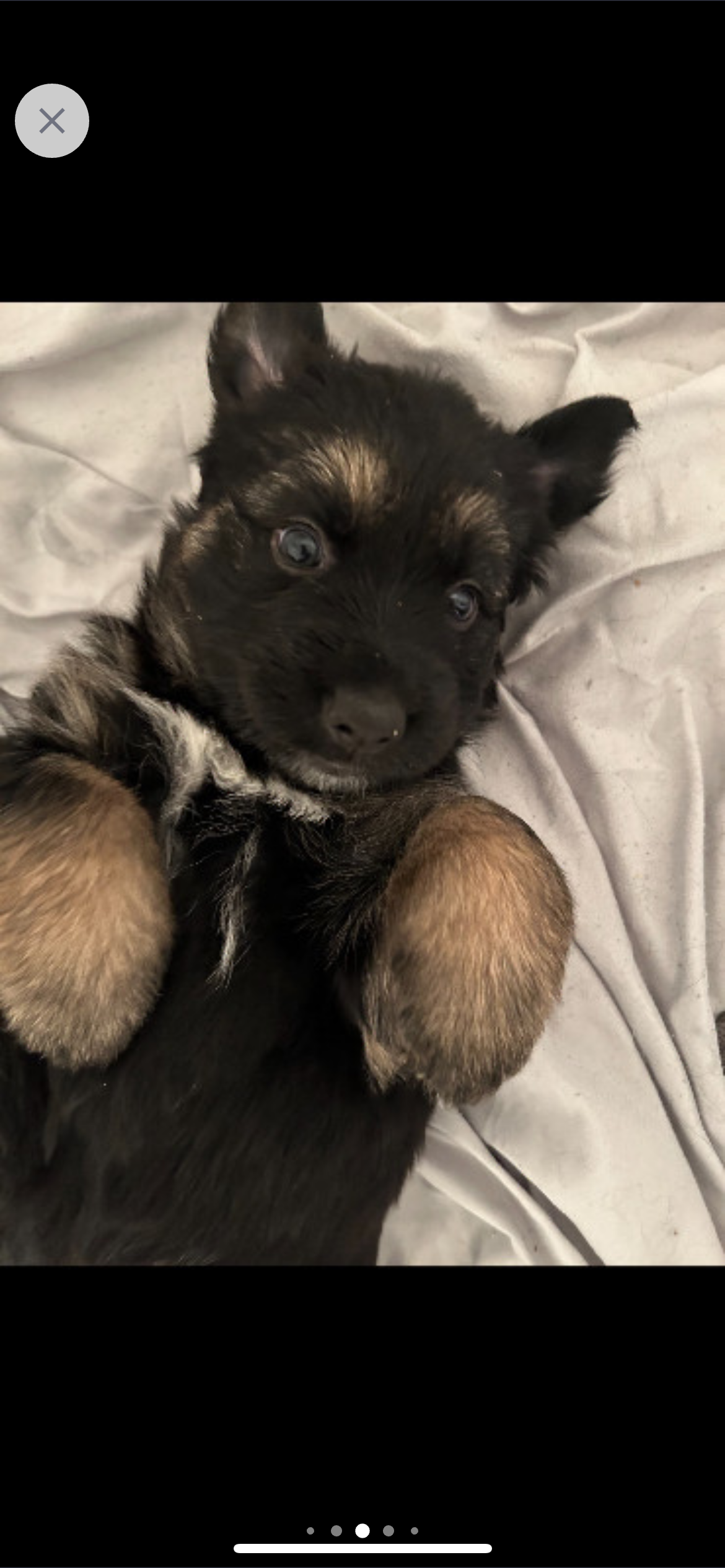 Photo of Puppies long haired king German shepherd