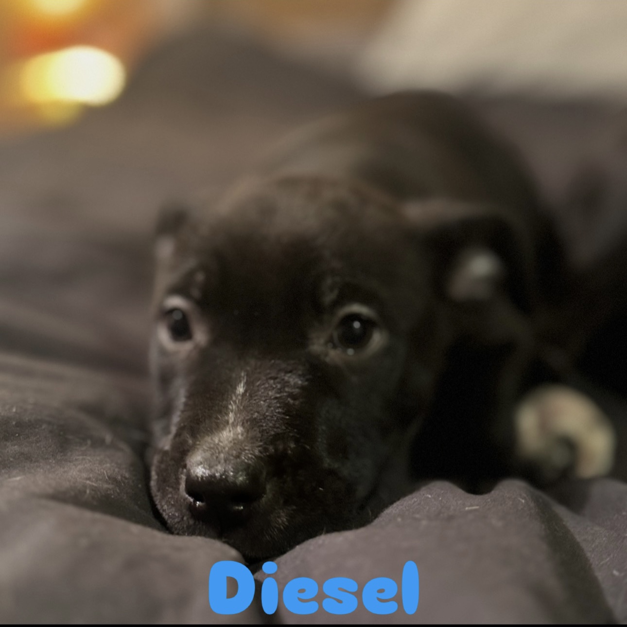 Photo of puppies for sale 