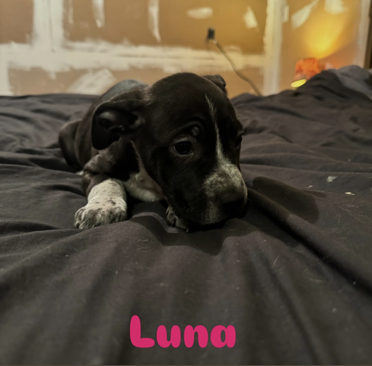 Photo of puppies for sale 