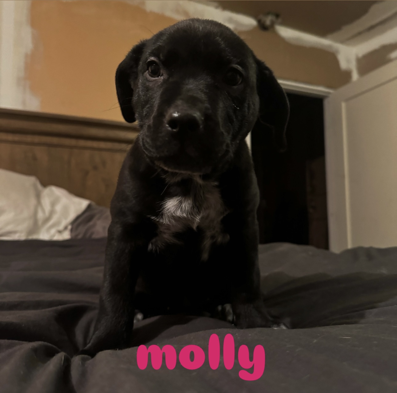 Photo of puppies for sale 