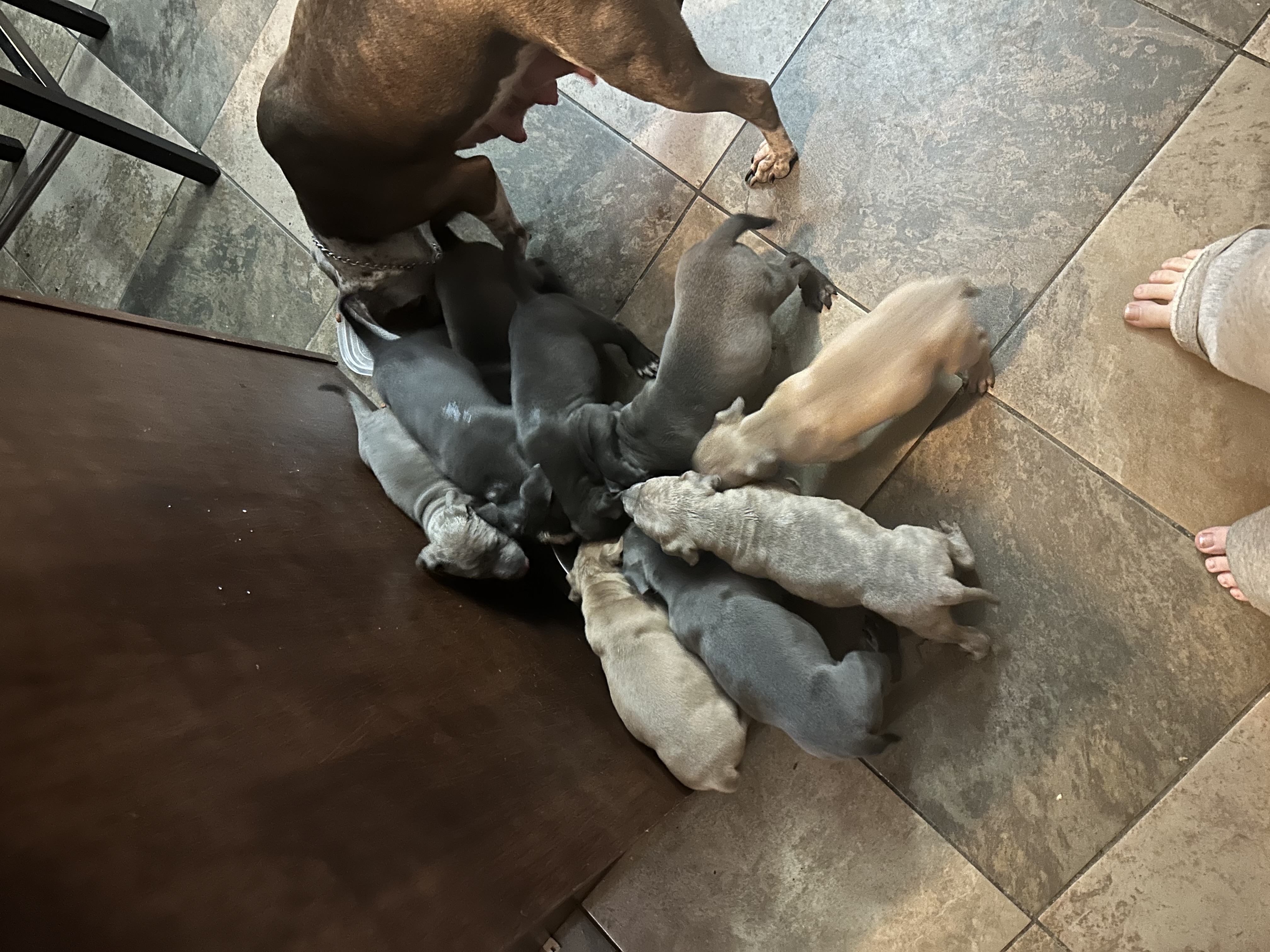 Photo of 8week old pit bull puppies 