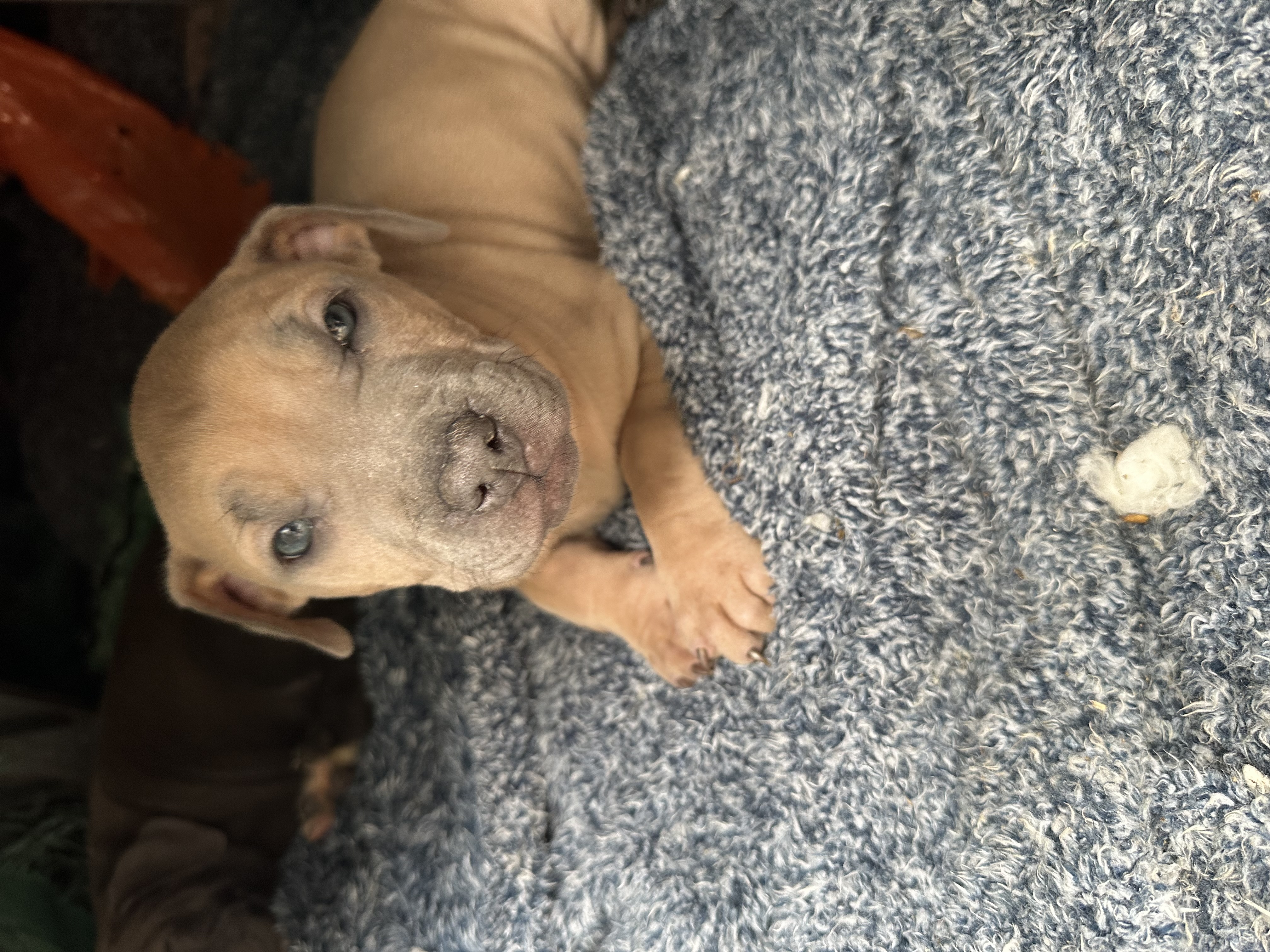 Photo of 8week old pit bull puppies 