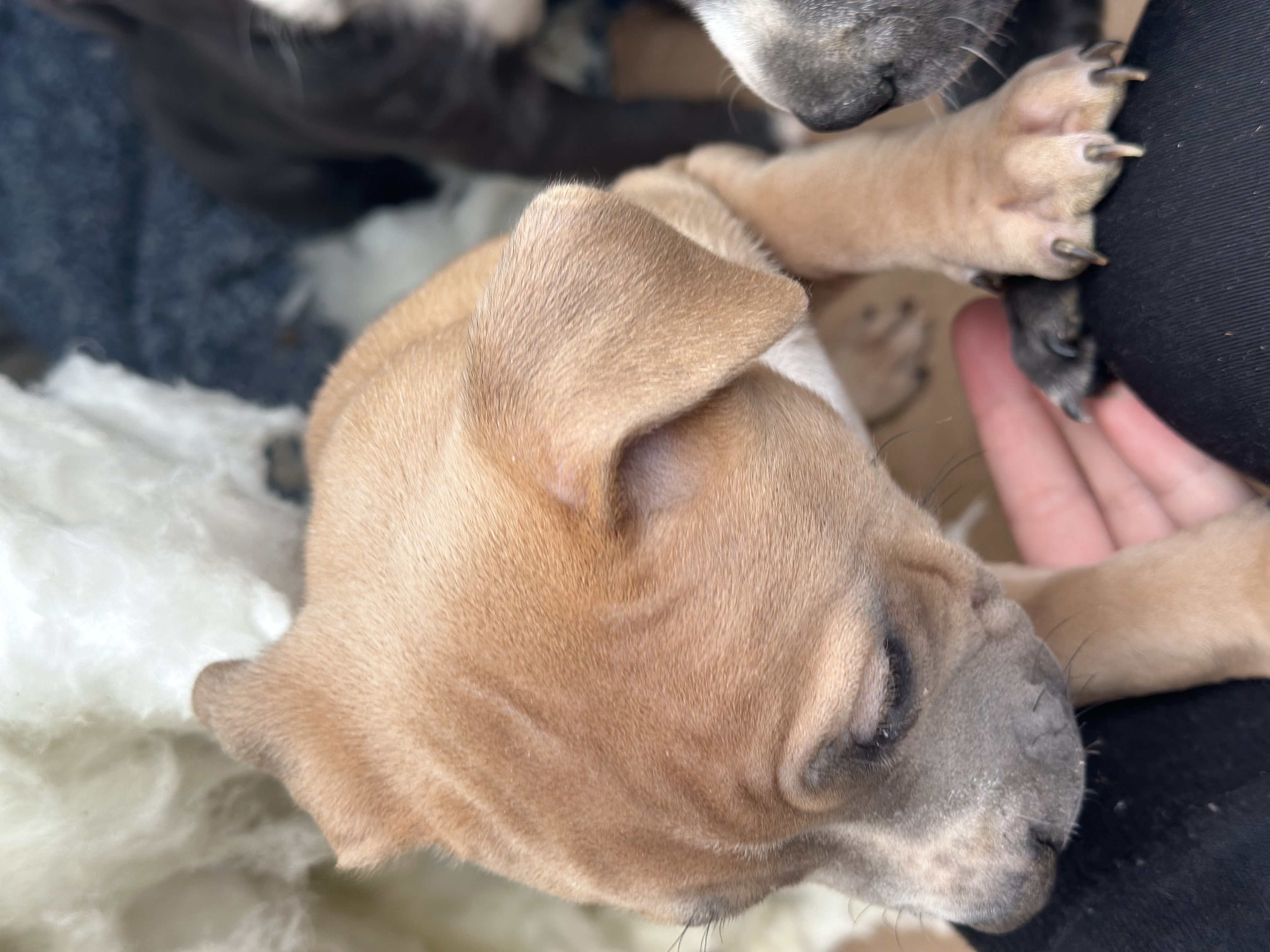 Photo of 8week old pit bull puppies 