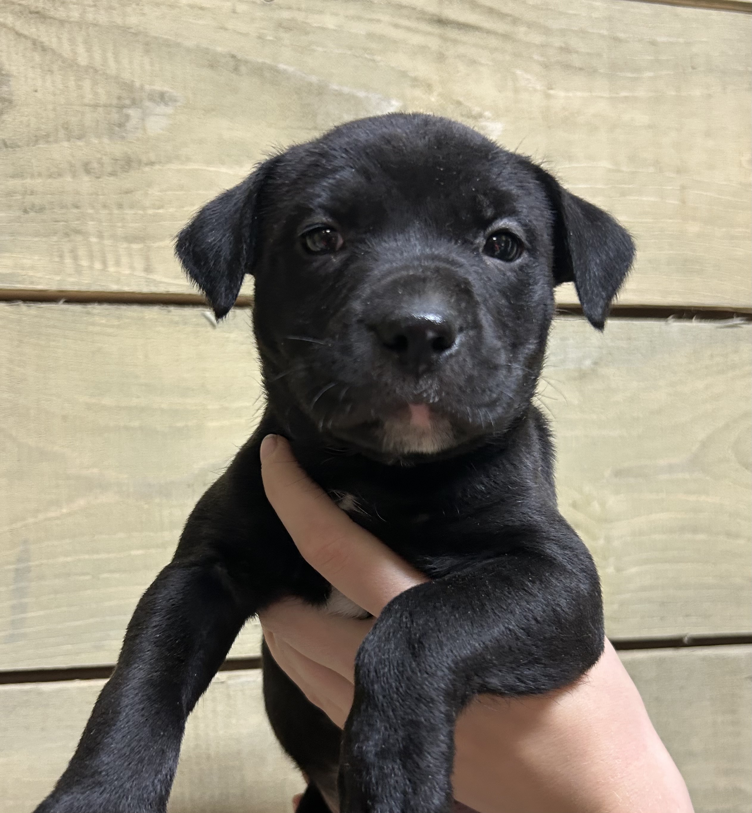 Photo of Pitbull boy looking for his forever home 