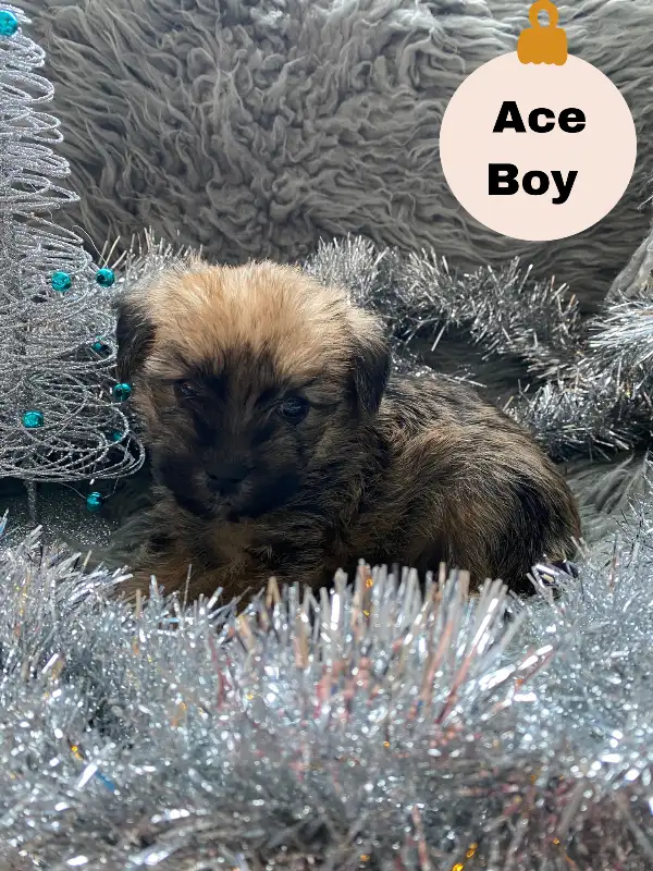 Adorable Shorkie Poo Puppies Ready for Christmas!  - 3 - 1733157307688_ace