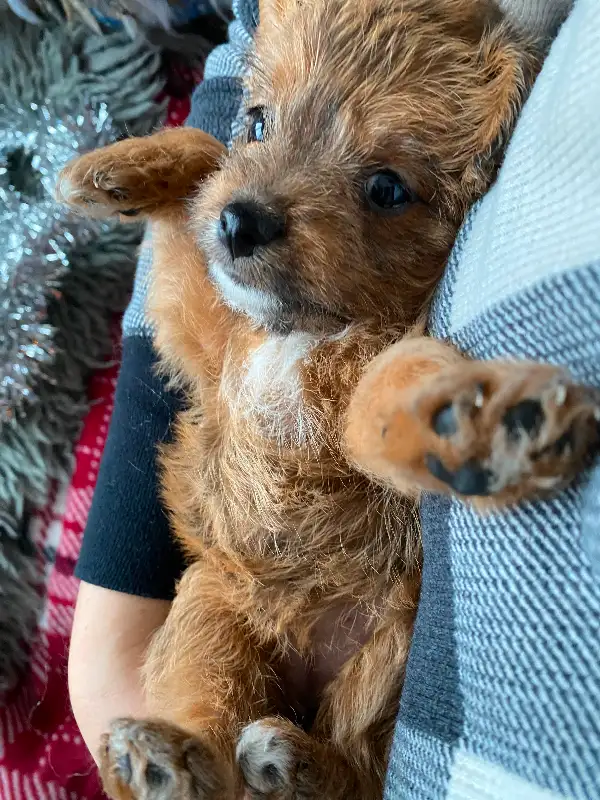 Adorable Shorkie Poo Puppies Ready for Christmas!  - 5 - 1733157307688_cherrio