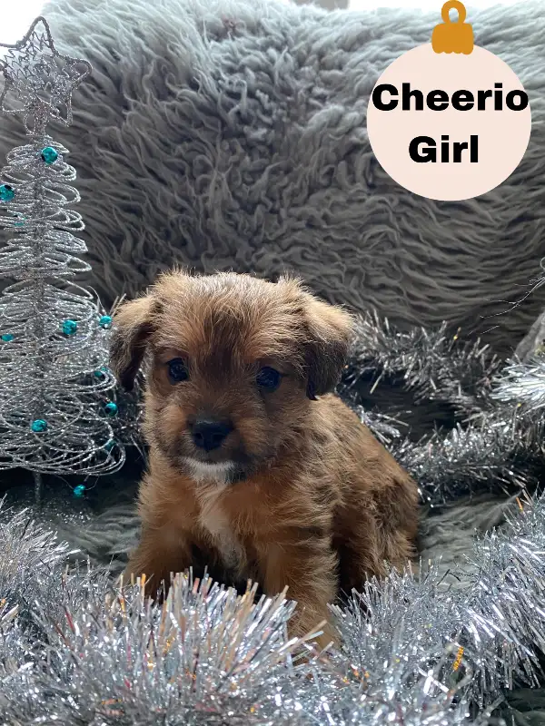 Photo of Adorable Shorkie Poo Puppies Ready for Christmas! 