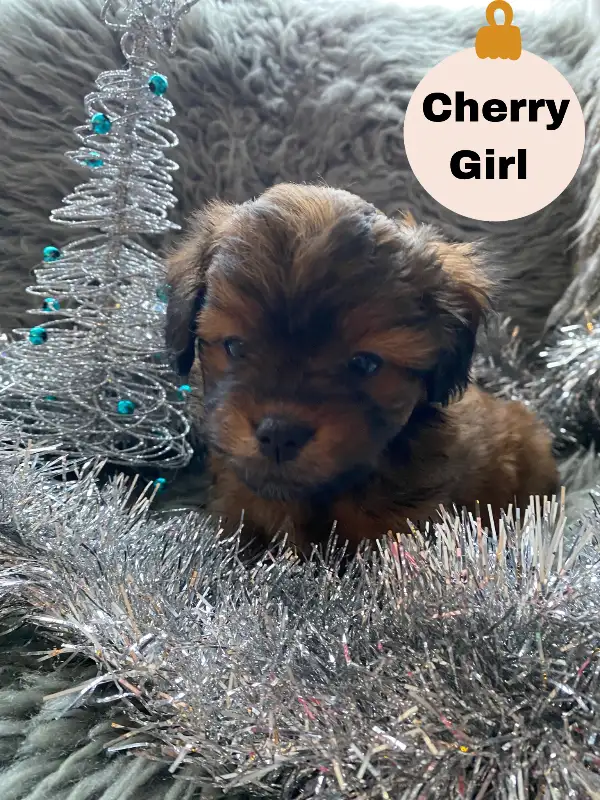 Adorable Shorkie Poo Puppies Ready for Christmas!  - 4 - 1733157307688_cherry