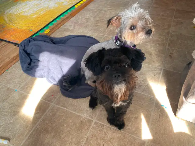 Adorable Shorkie Poo Puppies Ready for Christmas!  - 6 - 1733157322528_parents