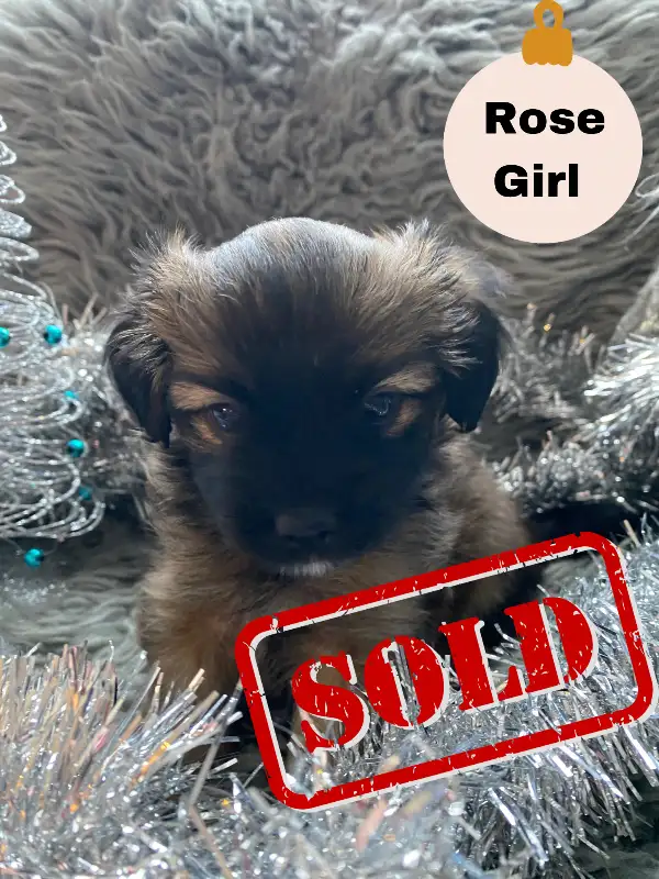 Adorable Shorkie Poo Puppies Ready for Christmas!  - 7 - 1733157322528_sold