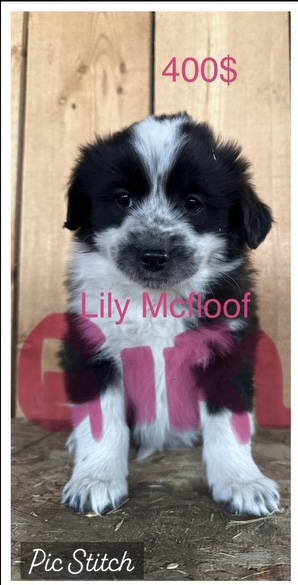 Photo of puppies for sale blue heeler/ Australian sheered  