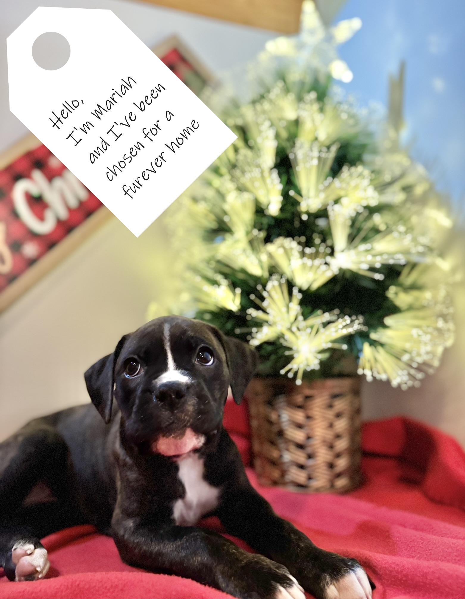 Photo of Absolutely Gorgeous Boxer Puppies Now Ready for their Furever Home