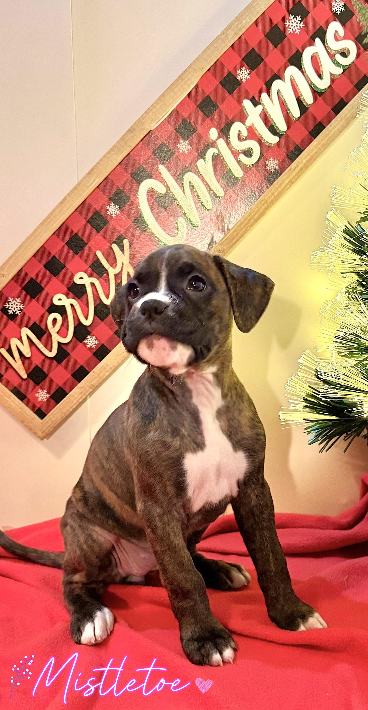 Photo of Absolutely Gorgeous Boxer Puppies Now Ready for their Furever Home