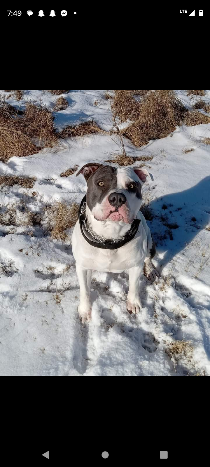 Photo of American bully for stud $ negotiable 