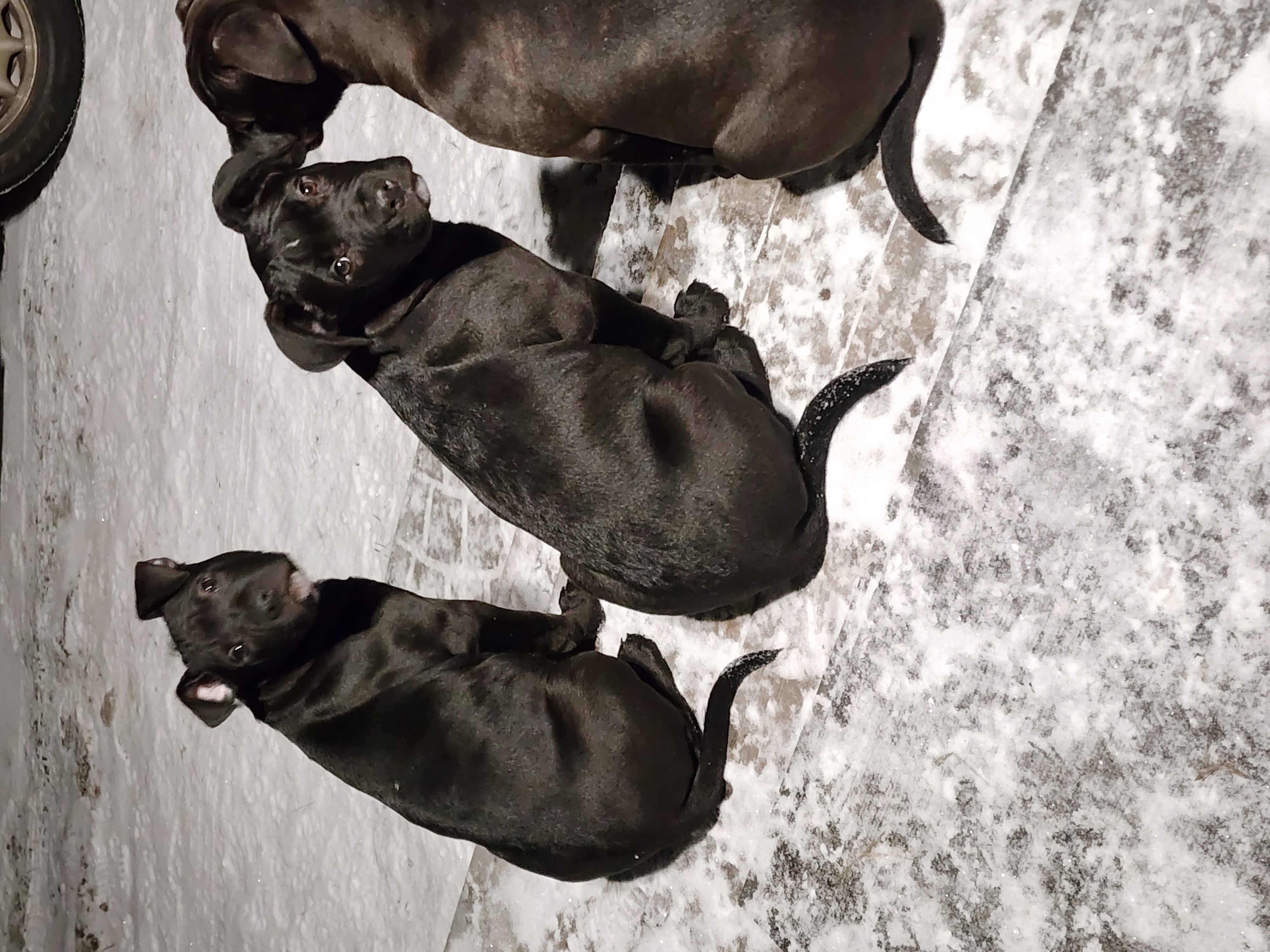 Photo of pitbull puppy's 
