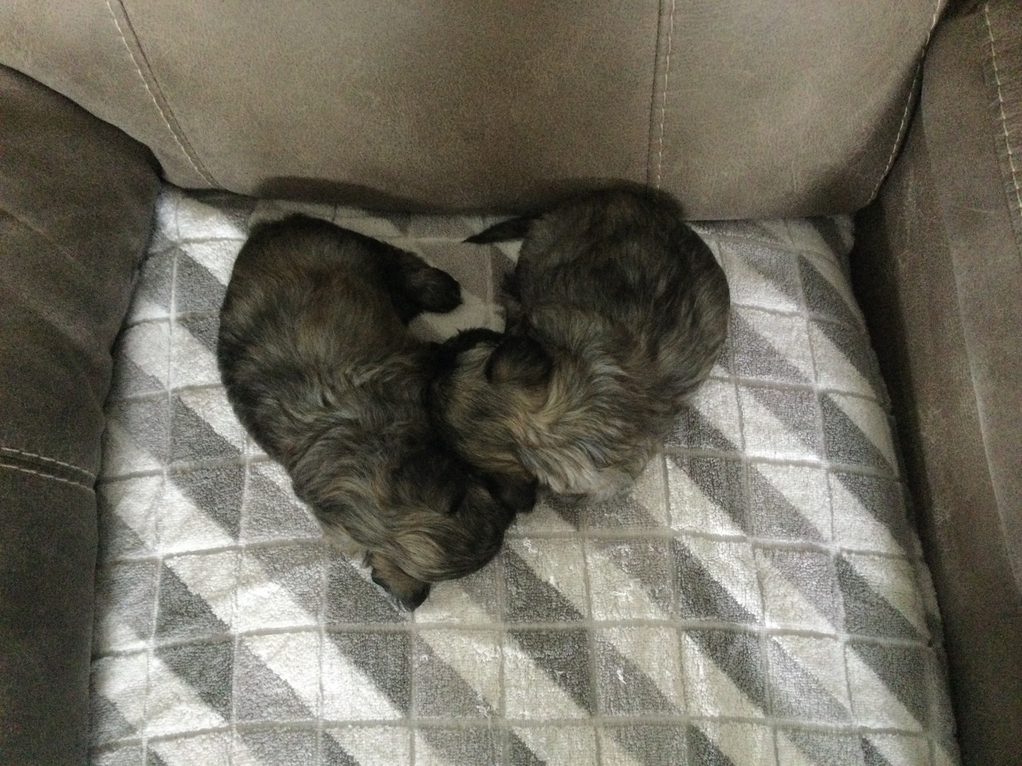 Photo of Shih-Tzu puppies