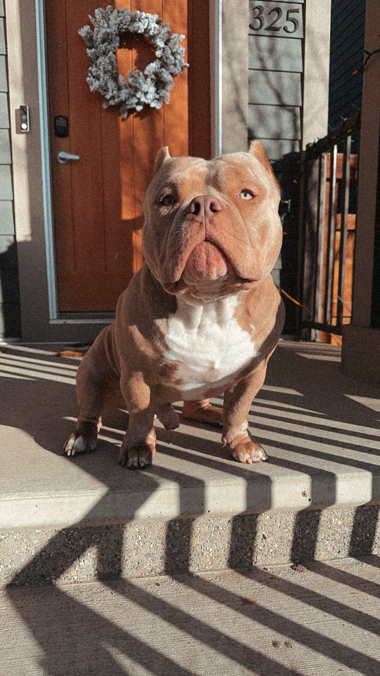 Photo of Extreme Pocket bully for stud