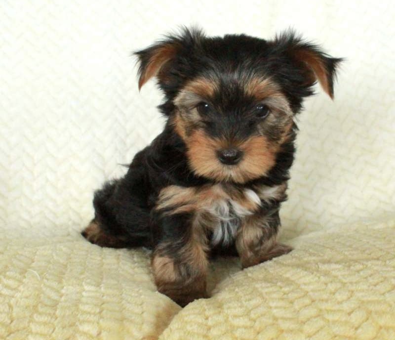 Photo of Christmas Cuddly Yorkie Puppies