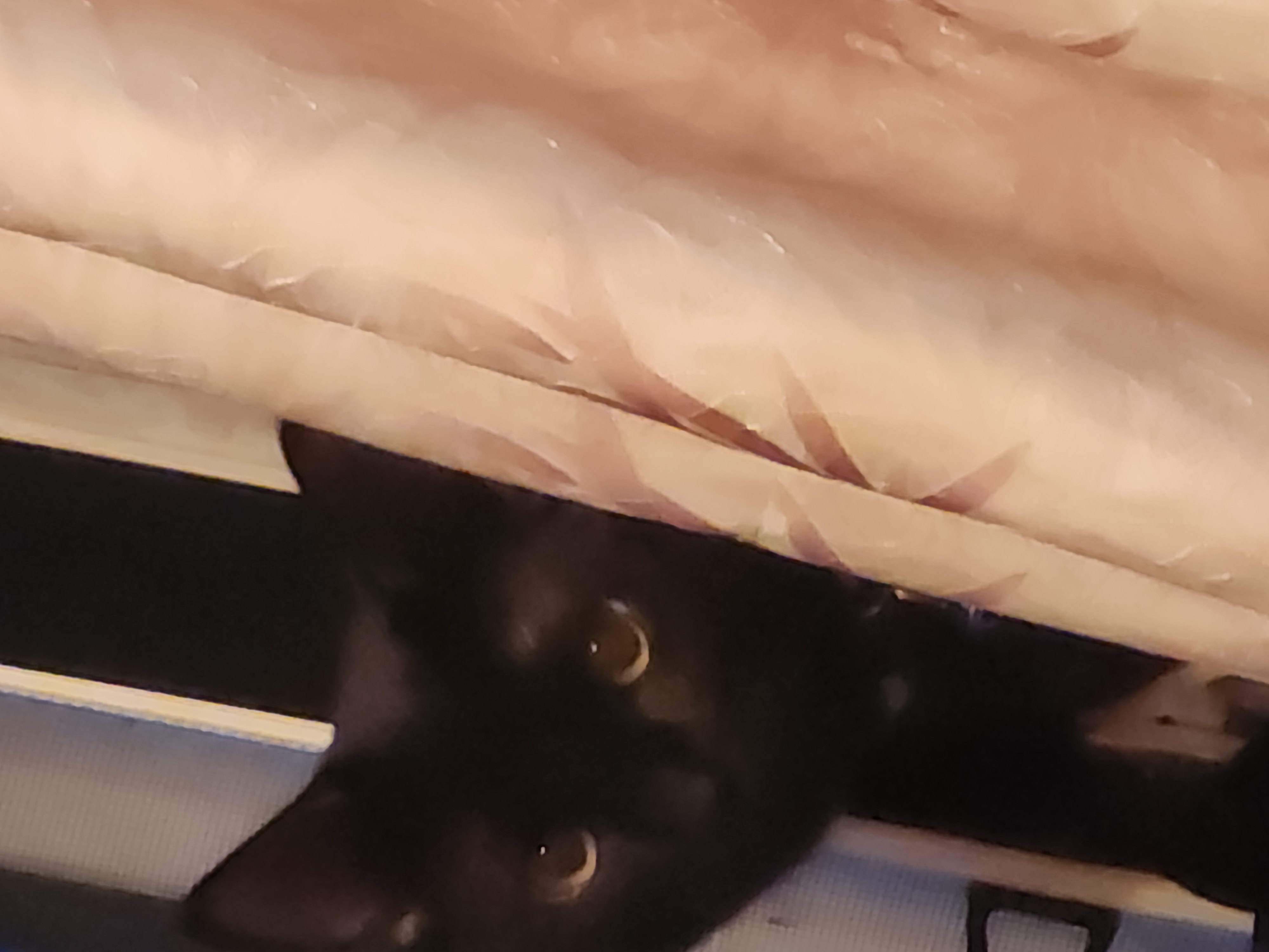 Photo of 8 mth old make cat