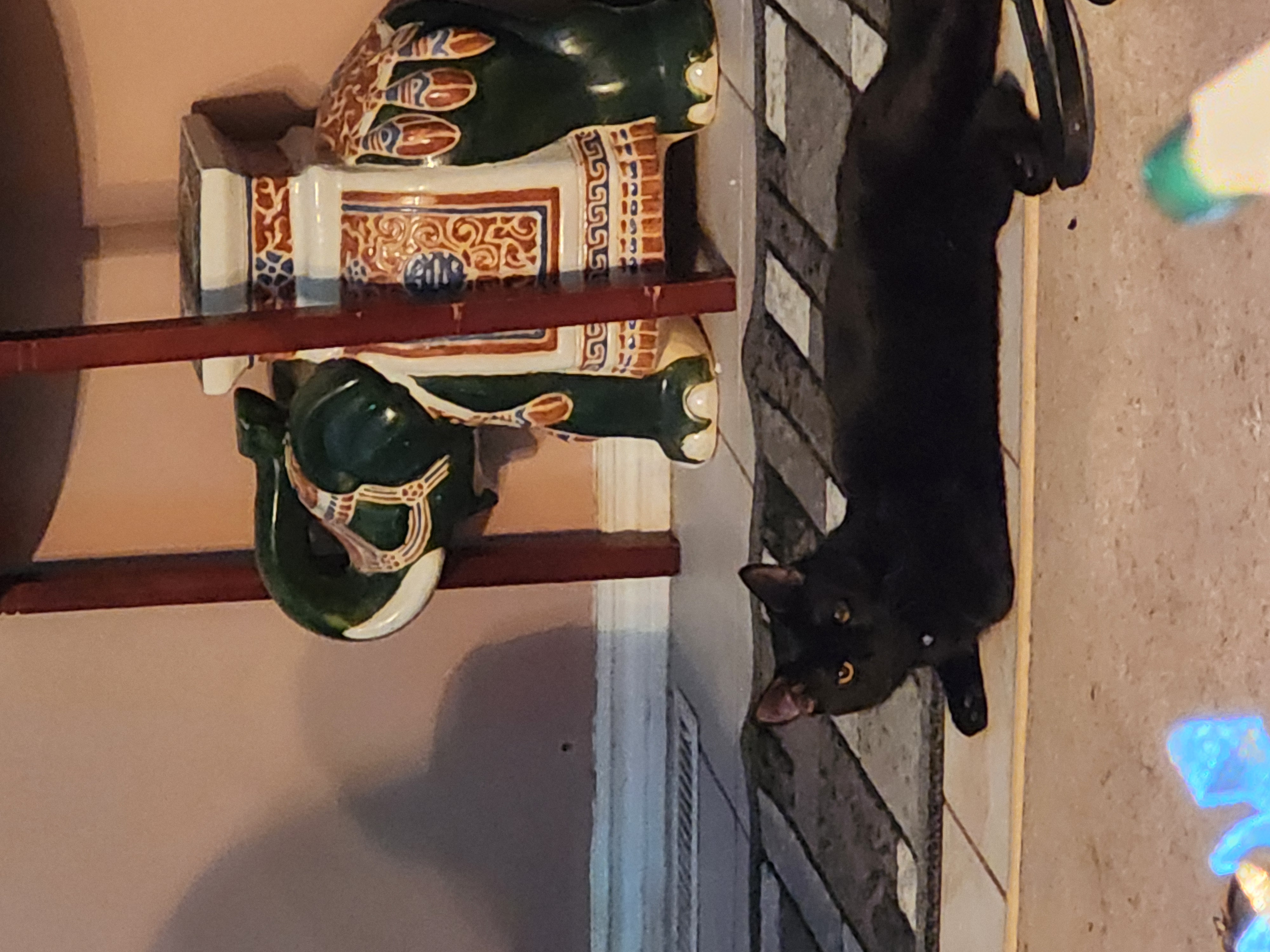 Photo of 8 mth old make cat