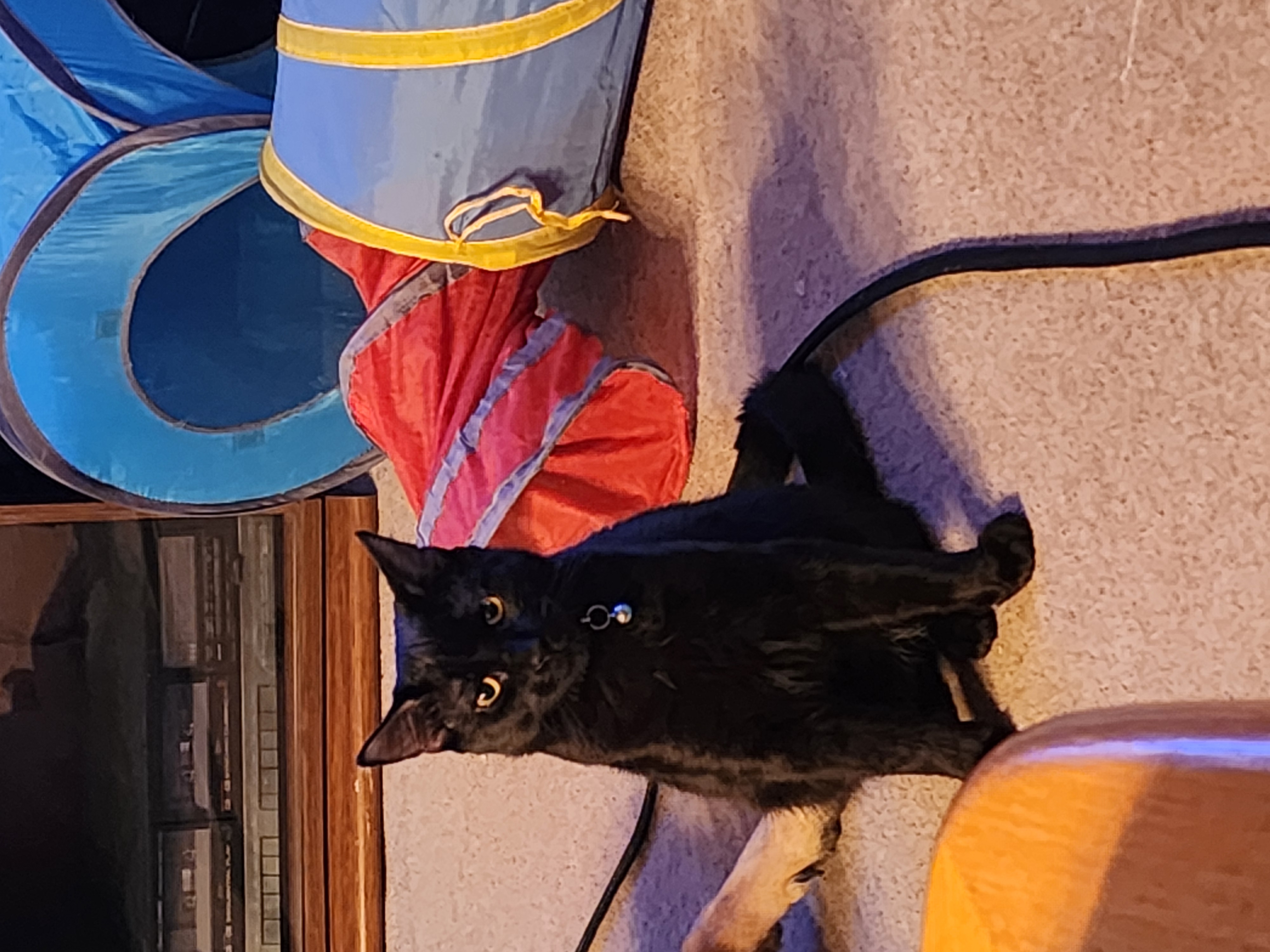 Photo of 8 mth old make cat