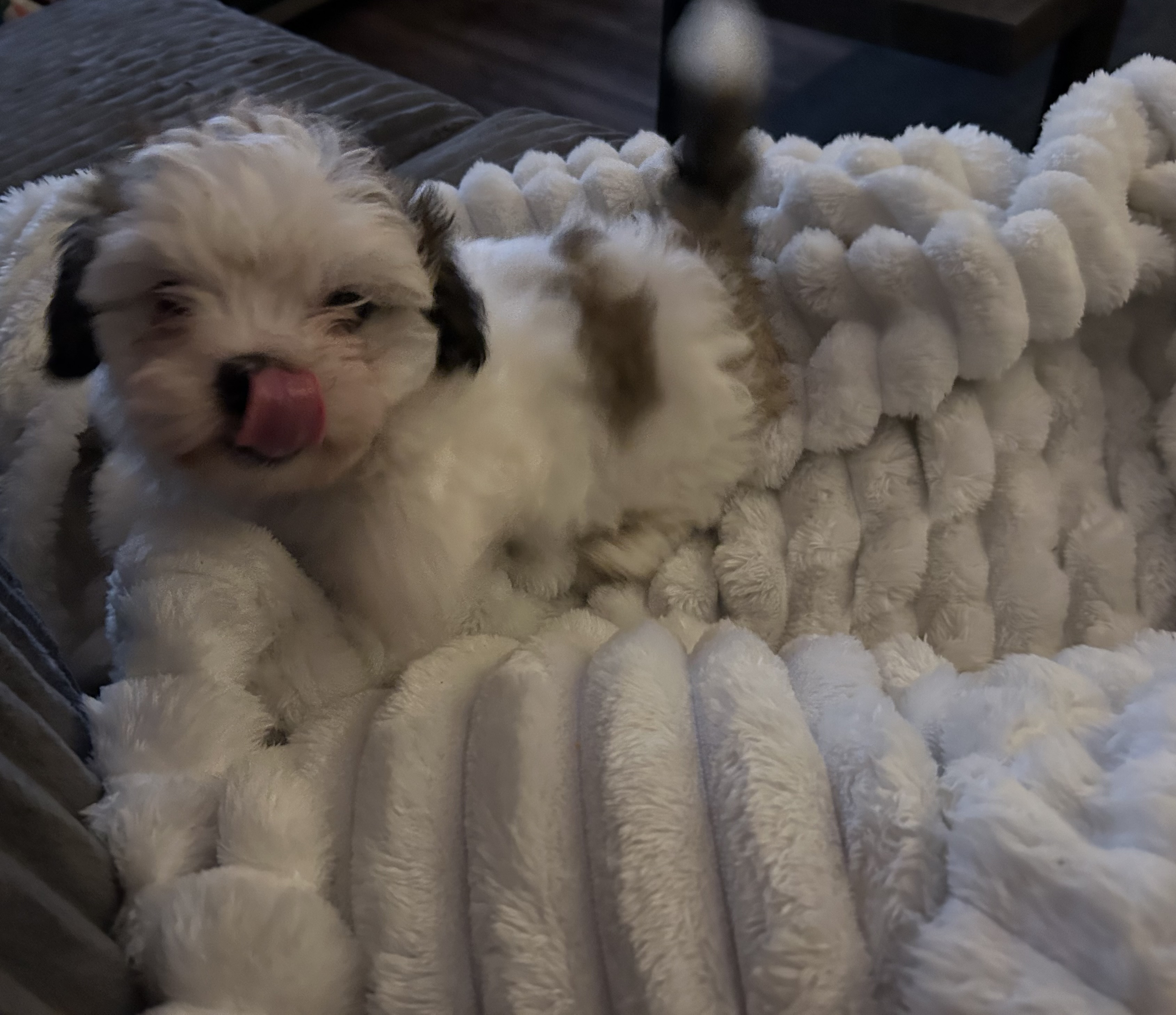 Photo of 1 male Havashu puppy non shedding hypoallergenic ready to go, vet checked and has 1st shots and deworming done 