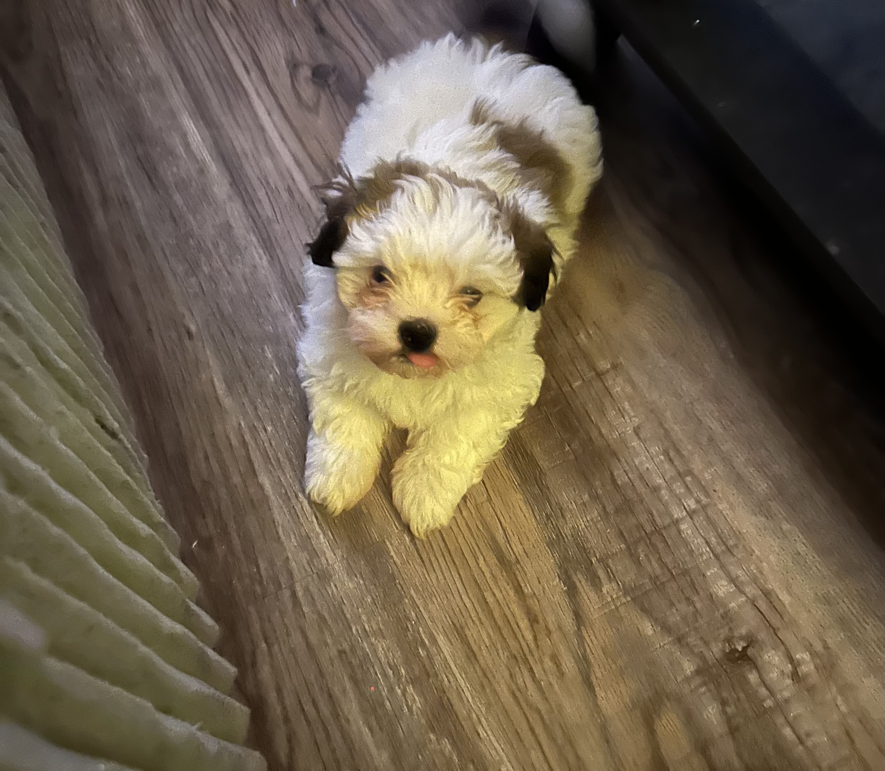 Photo of 1 male Havashu puppy non shedding hypoallergenic ready to go, vet checked and has 1st shots and deworming done 