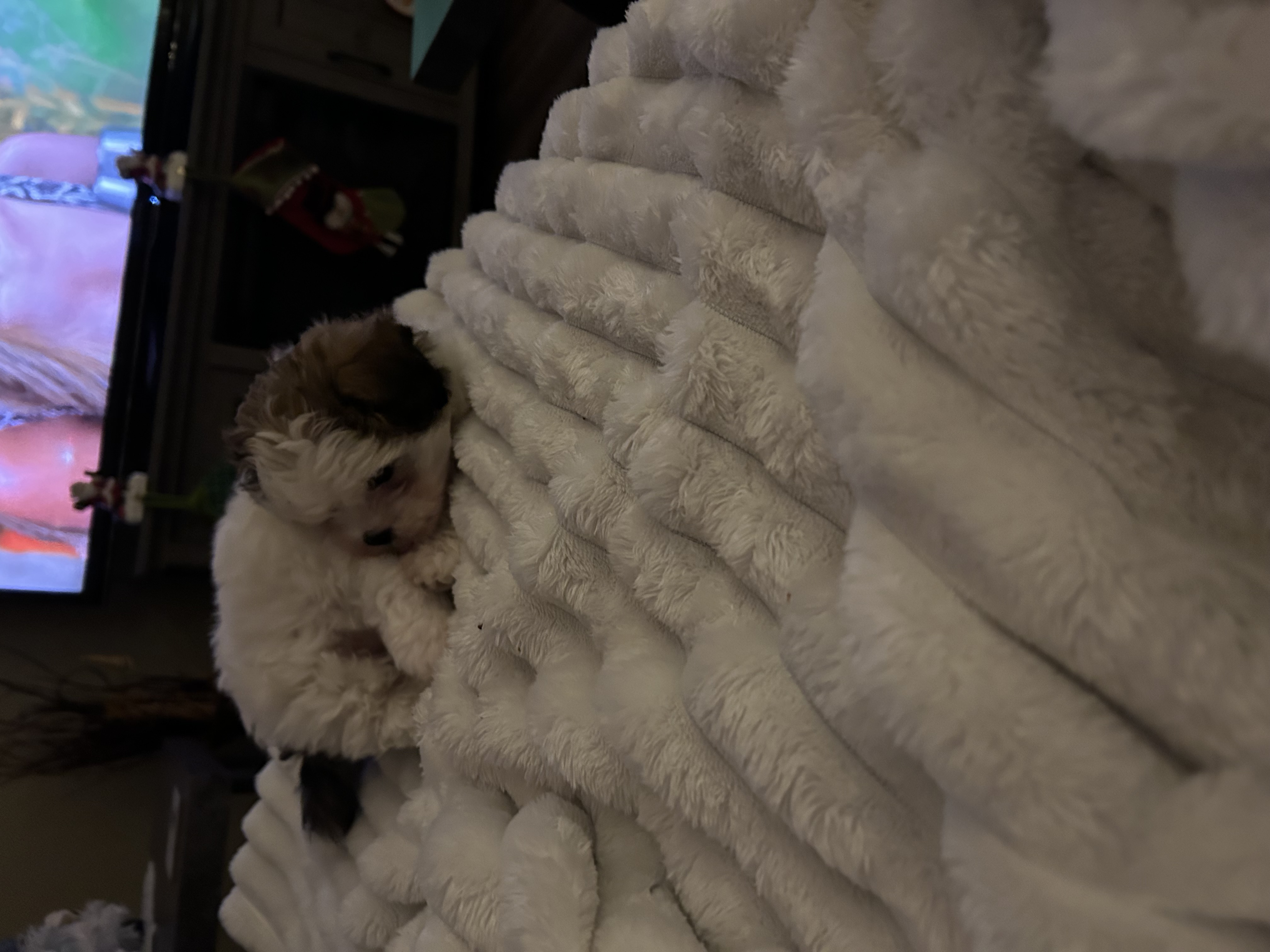 Photo of 1 male Havashu puppy non shedding hypoallergenic ready to go, vet checked and has 1st shots and deworming done 