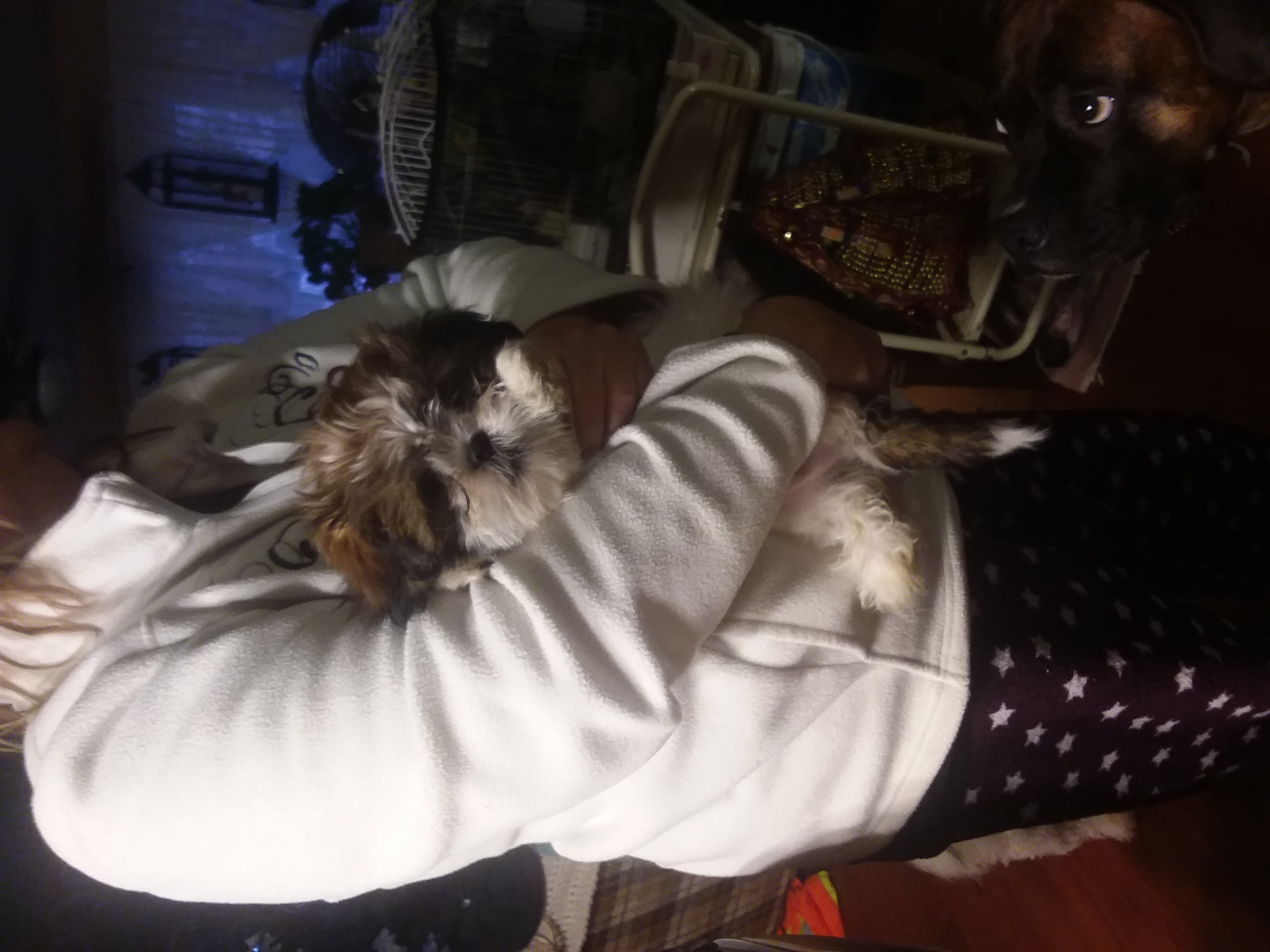 Photo of Shih tzu bichon