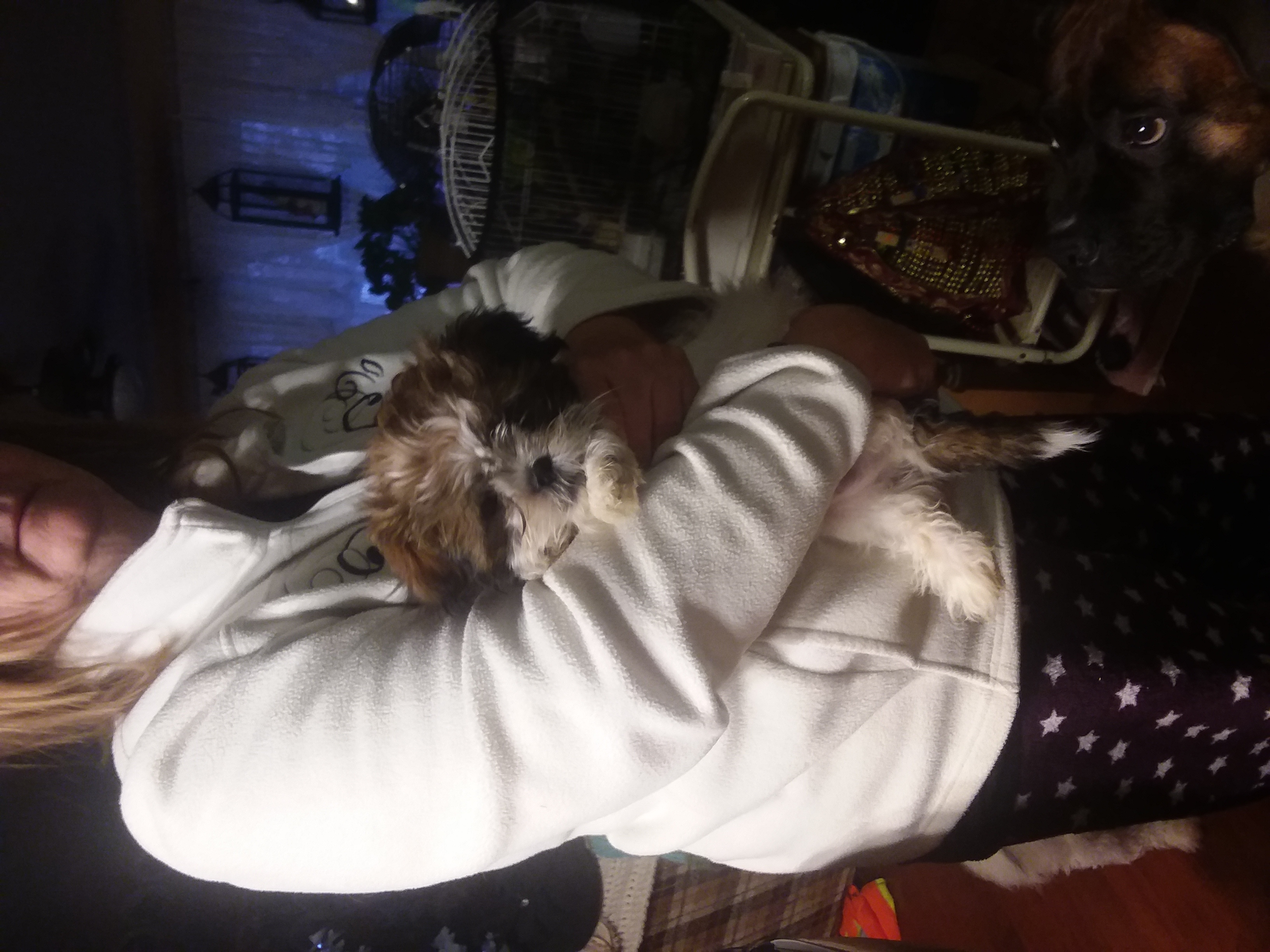 Photo of Shih tzu bichon