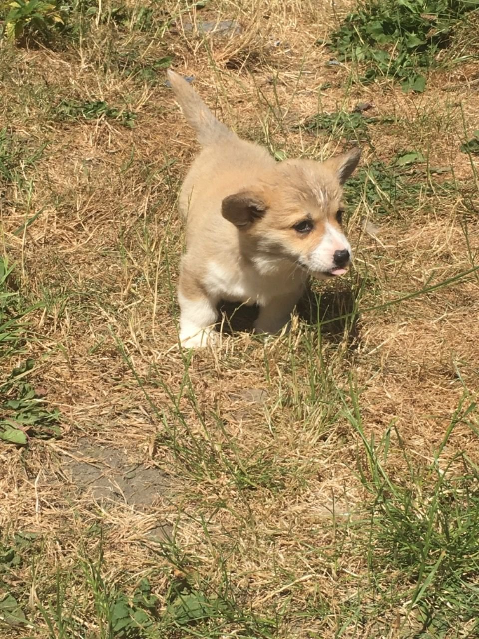 Photo of Affectionate Pembroke Welsh Corgi Pups