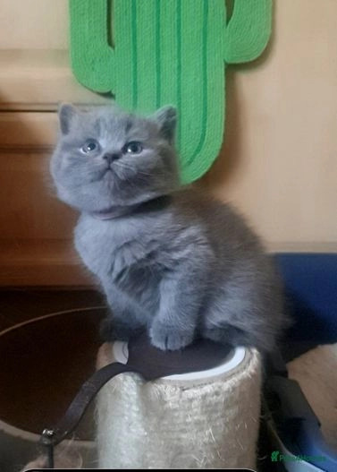 Photo of Blue British Shorthair Kittens For Sale