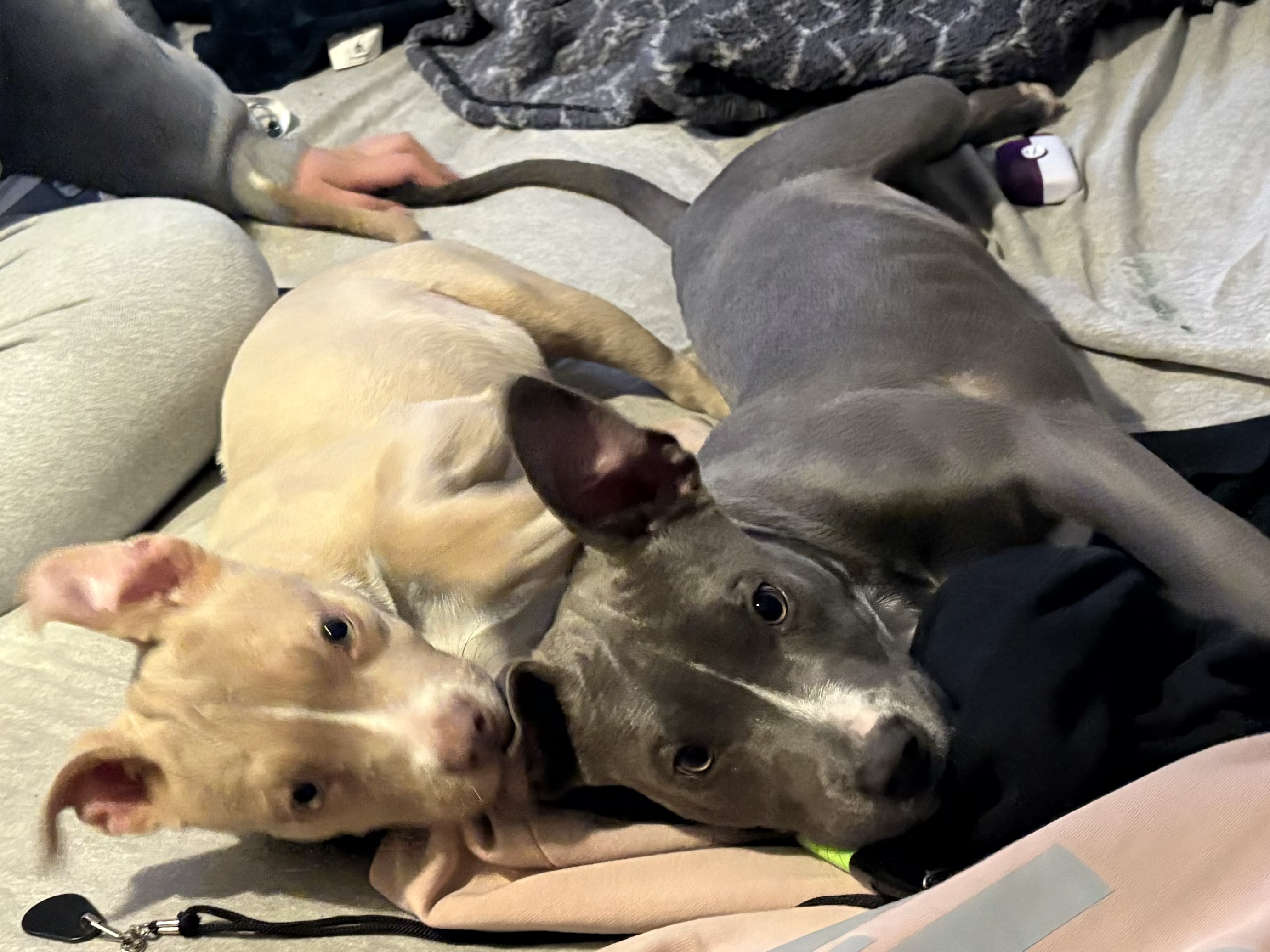 Photo of Pit bull pup