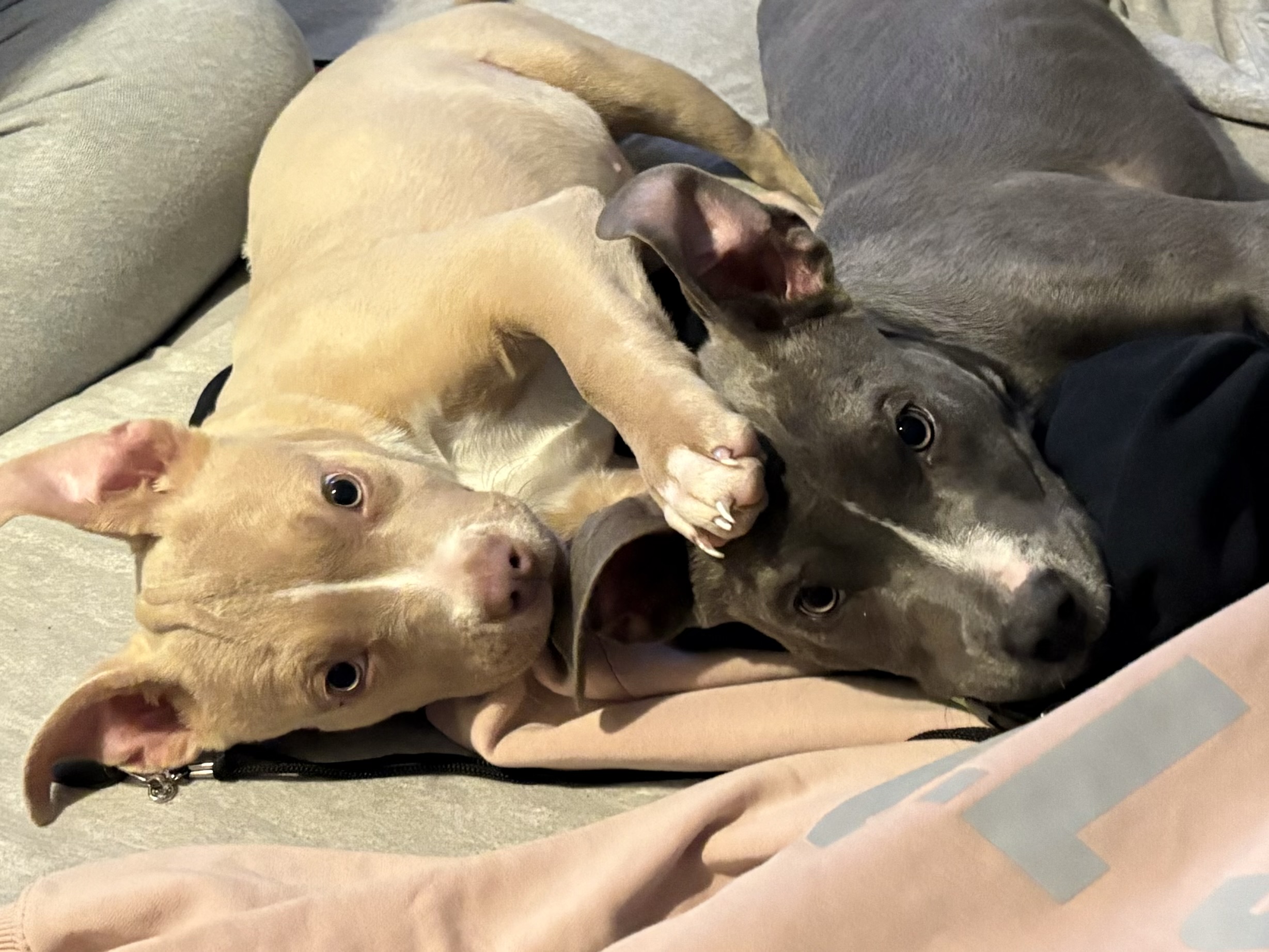 Photo of Pit bull pup