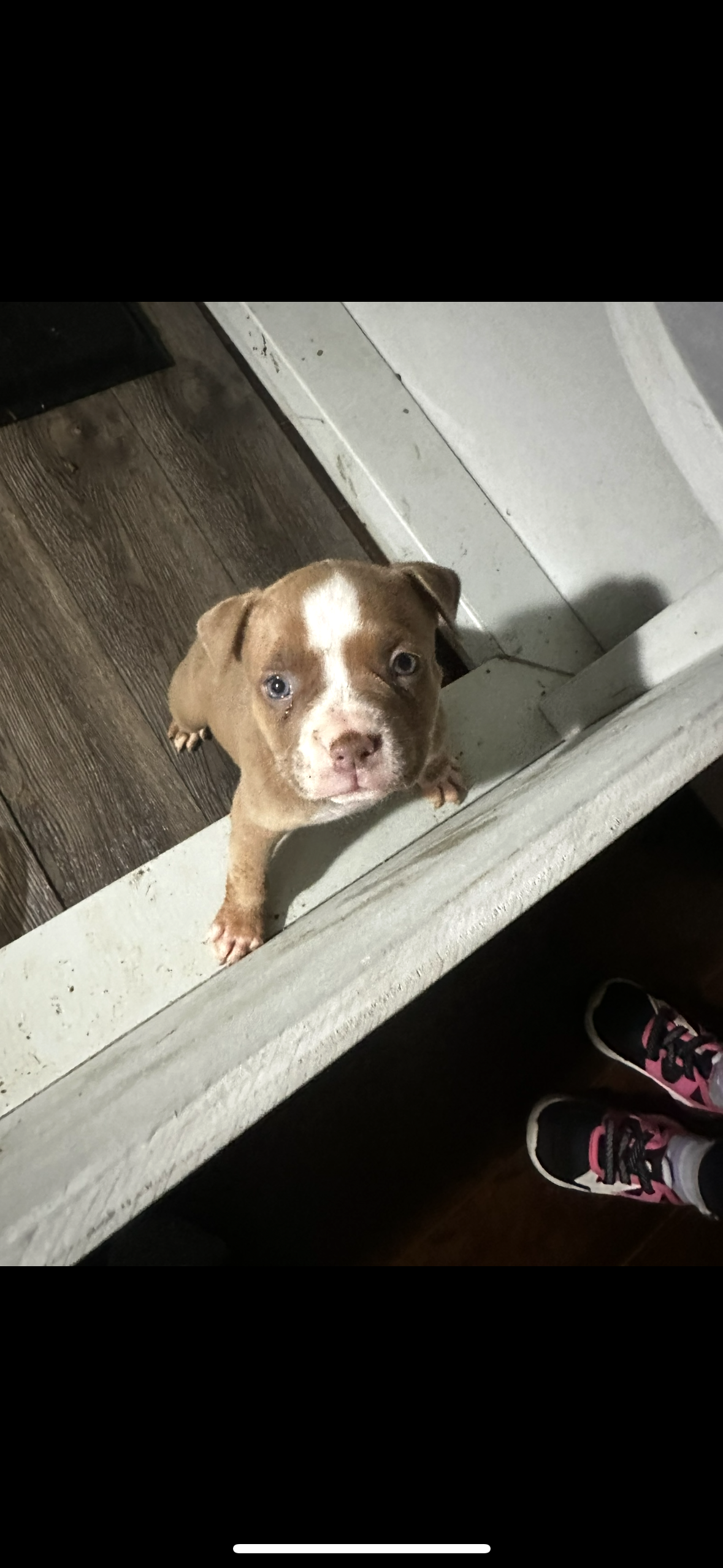 Photo of American bully’s