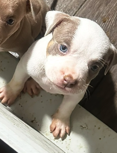 Photo of American bully’s