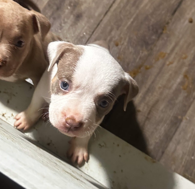 Photo of American bully’s