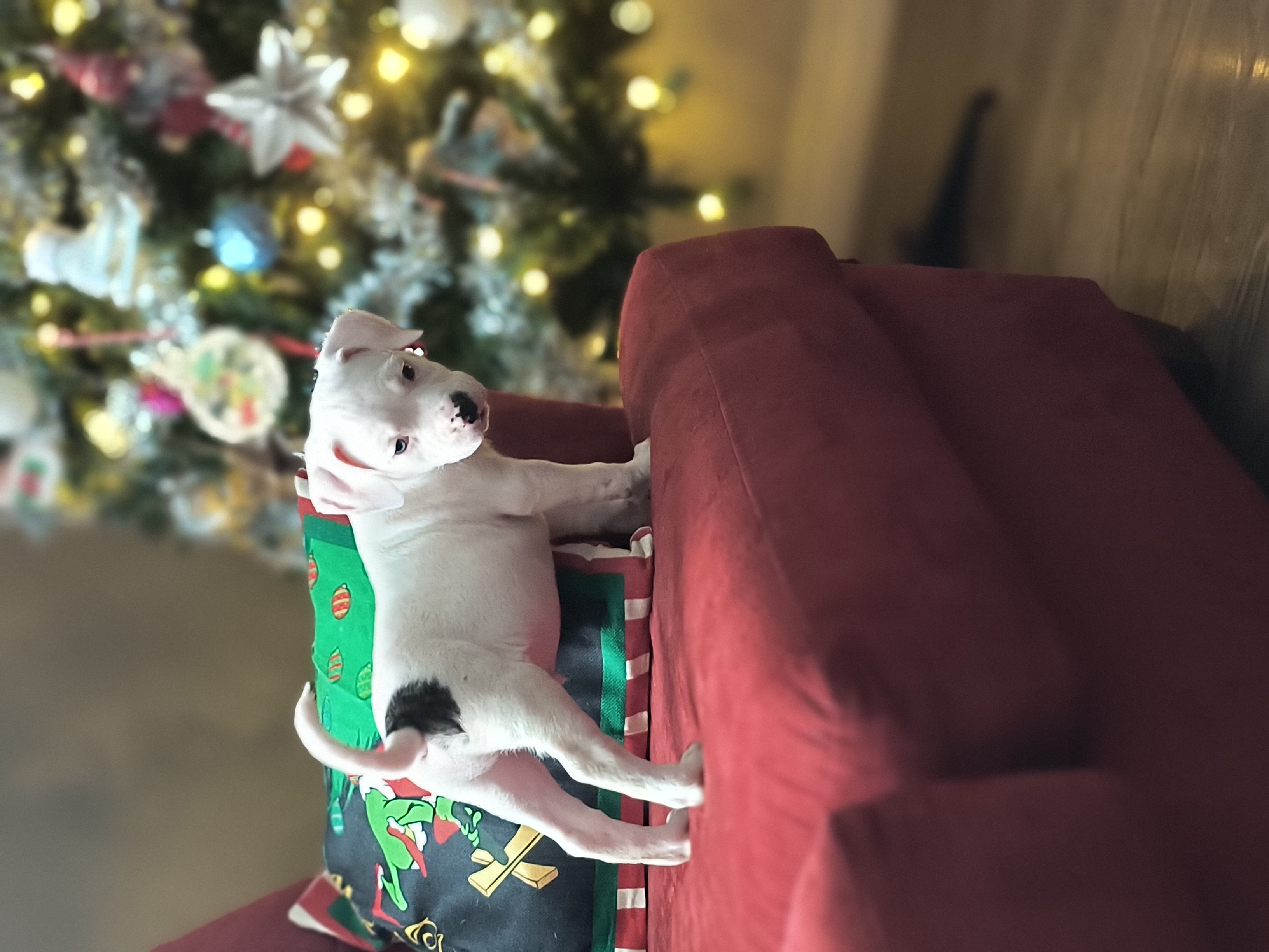 Photo of Staffy pups ready for forever homes