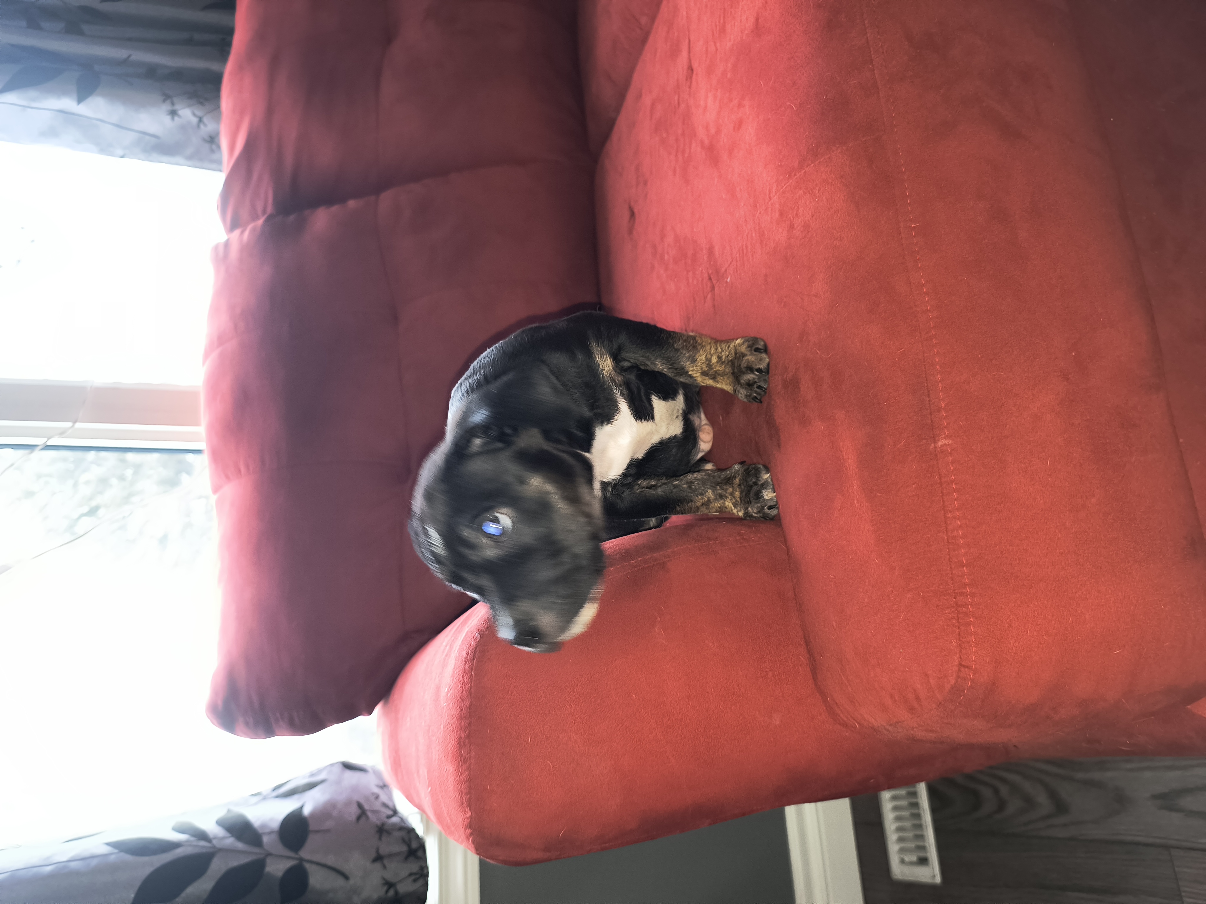 Photo of Beautiful staffy pups ready to go