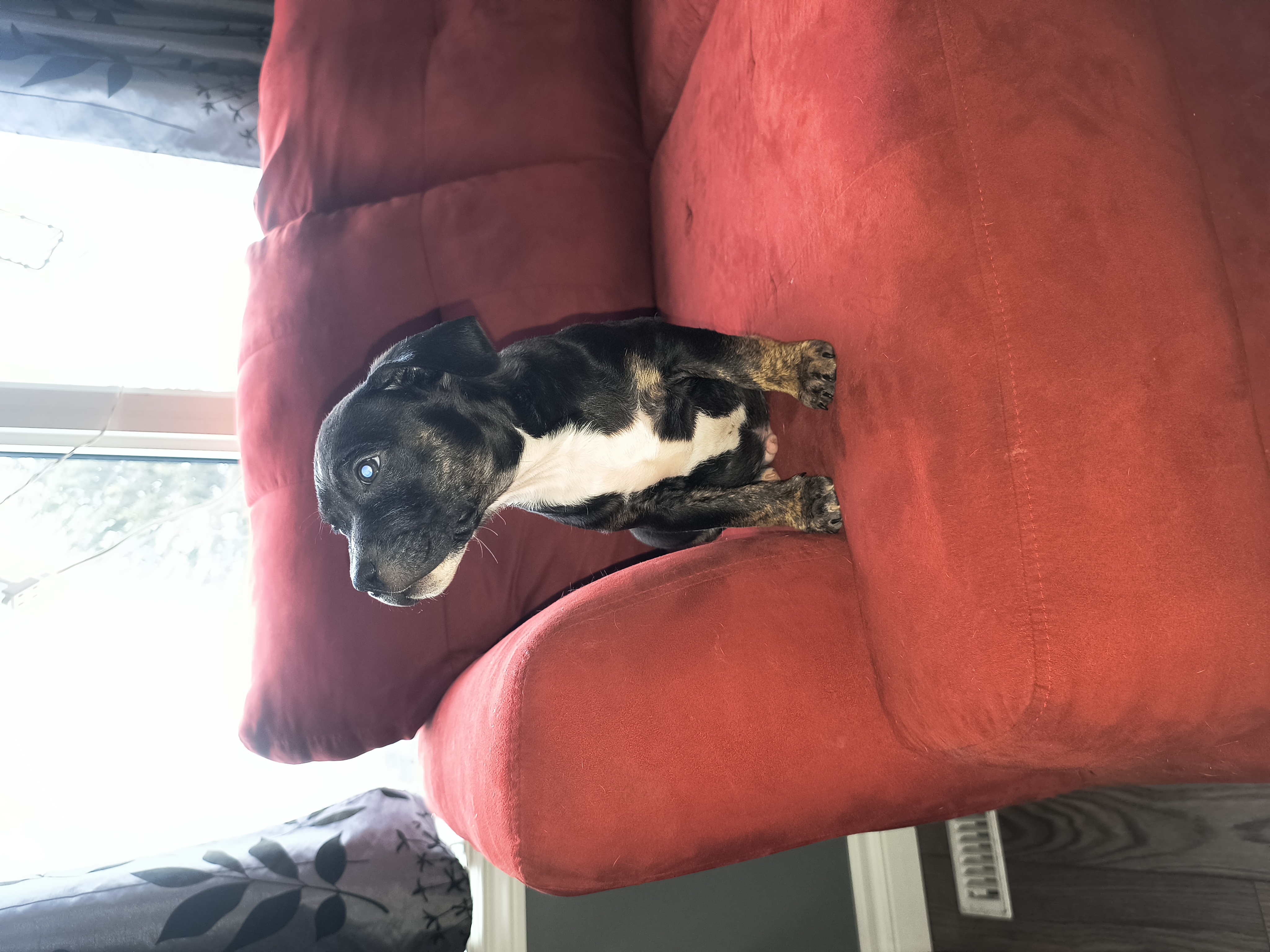 Photo of Beautiful staffy pups ready to go