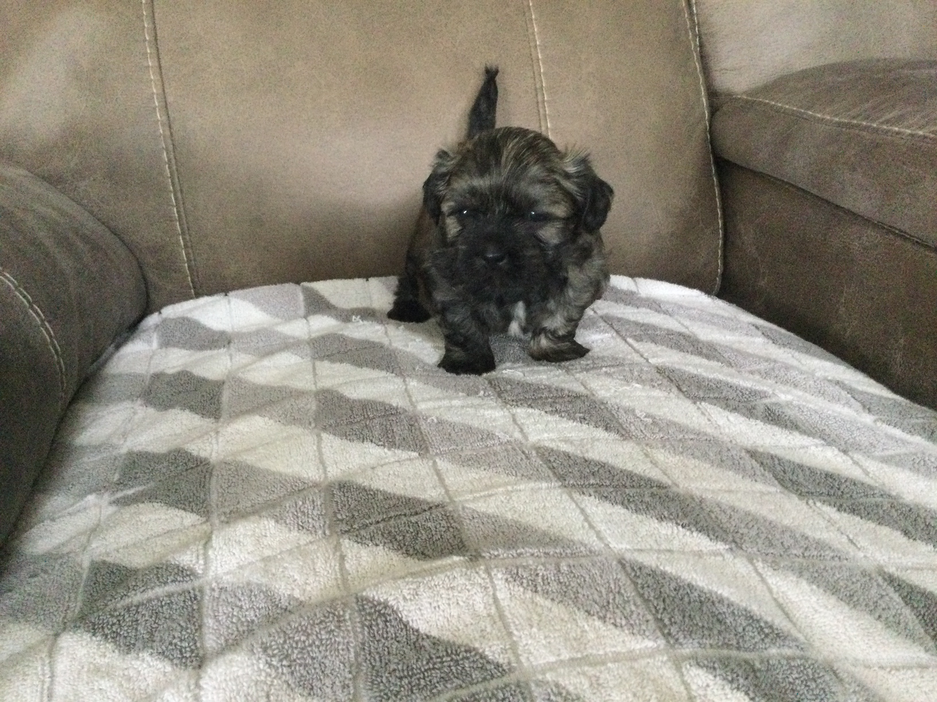 Photo of Shih-tzu puppies