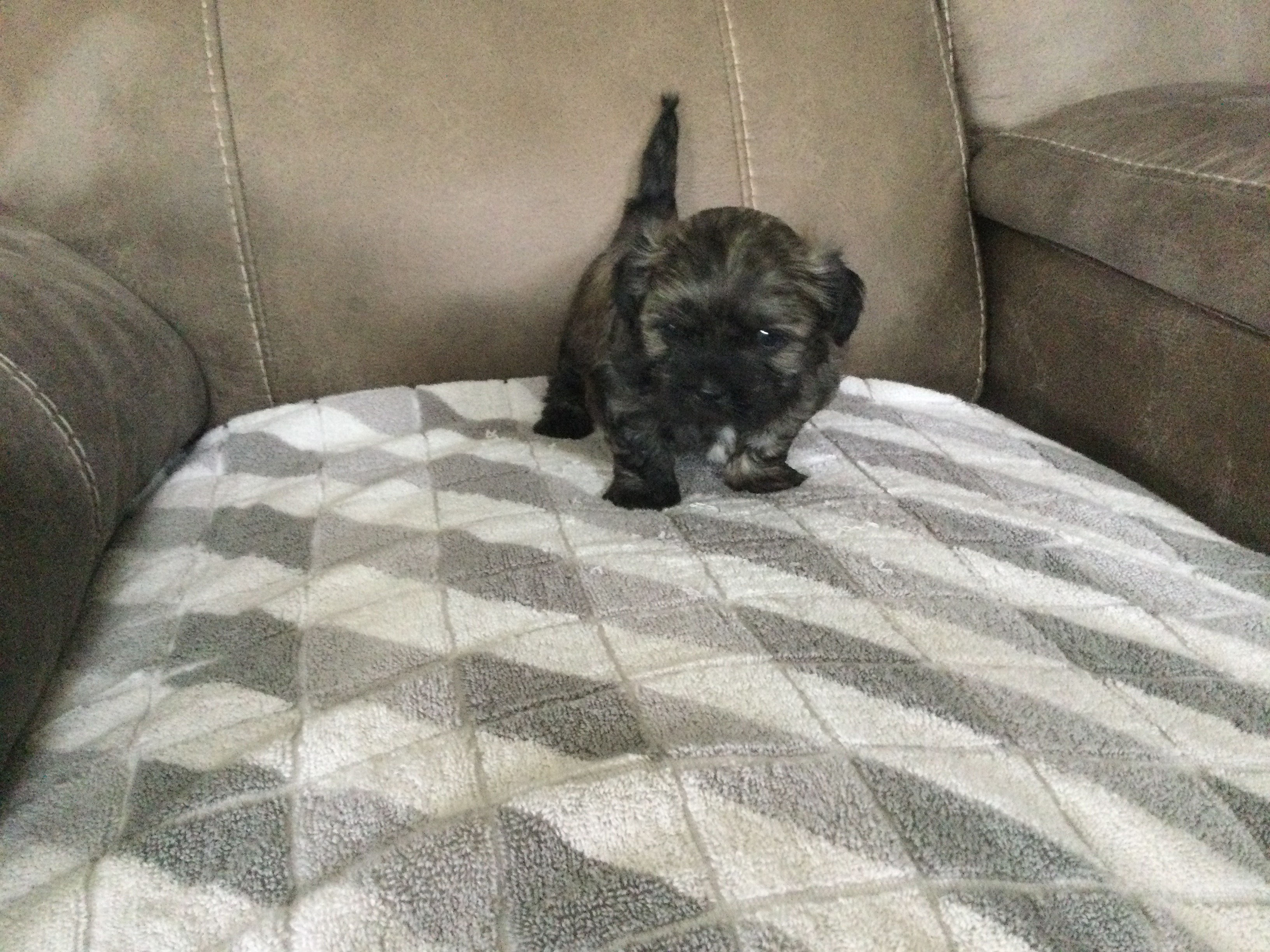 Photo of Shih-tzu puppies