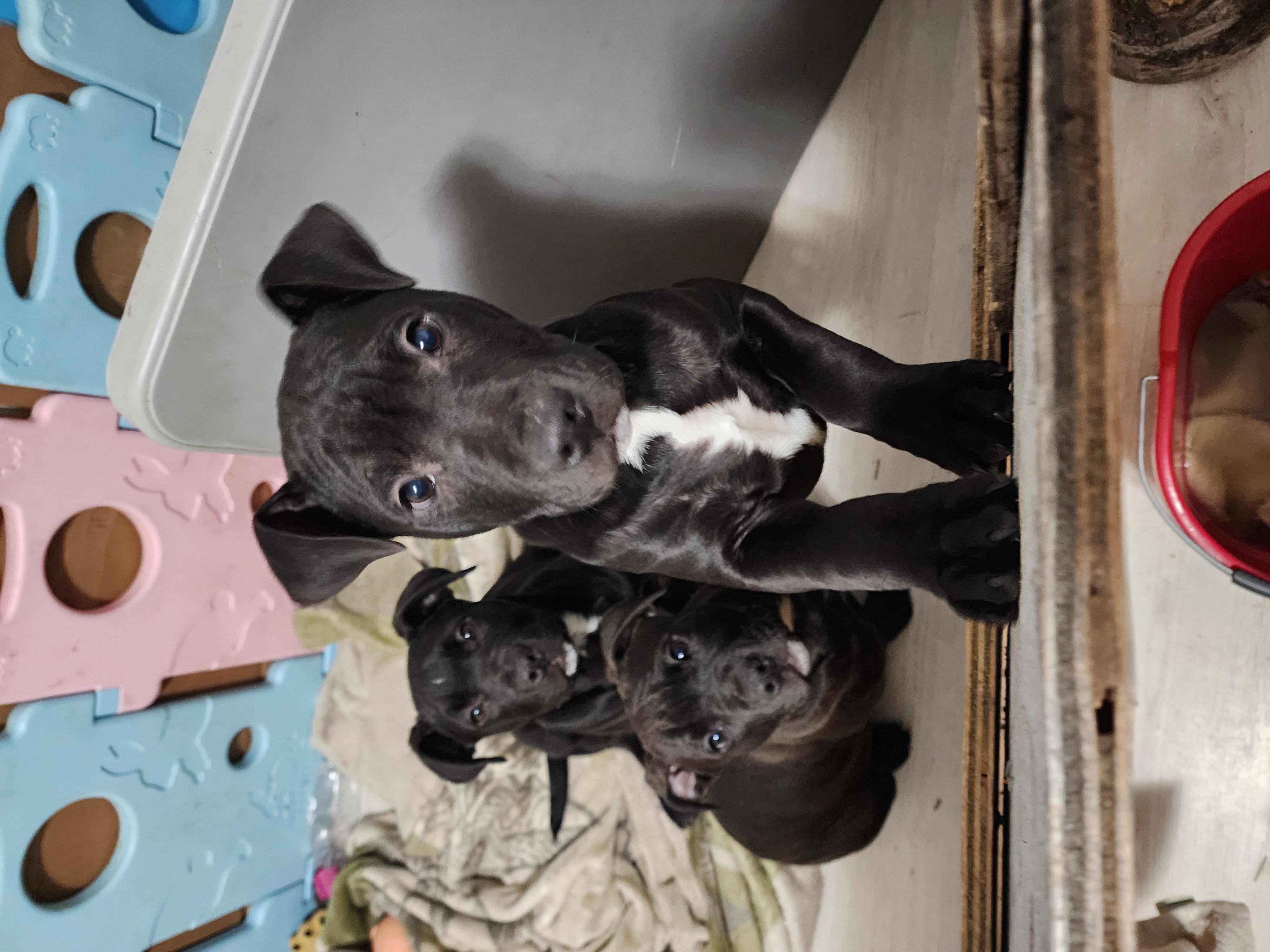 Photo of Male pitbull